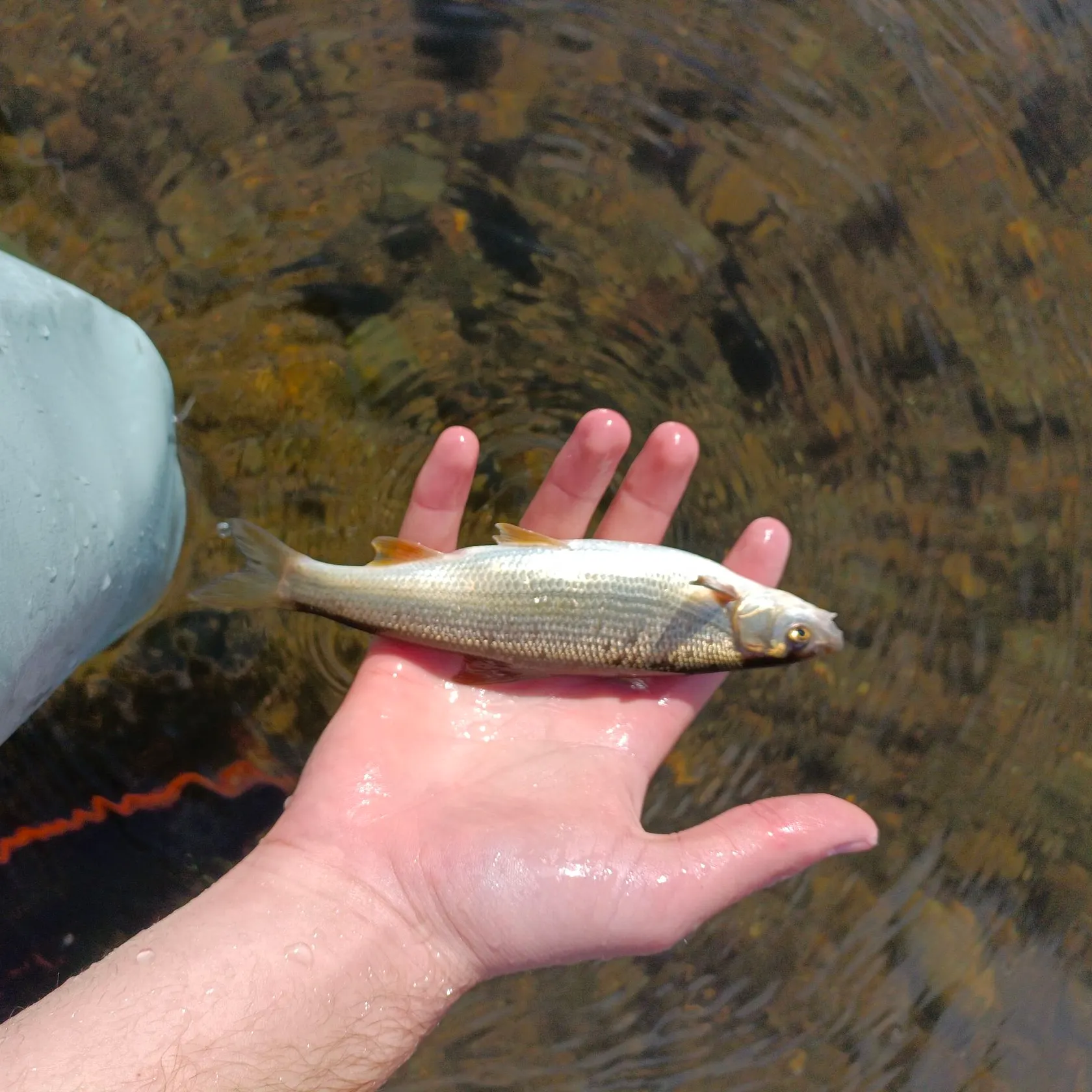 The most recent South-west European nase catches on Fishbrain
