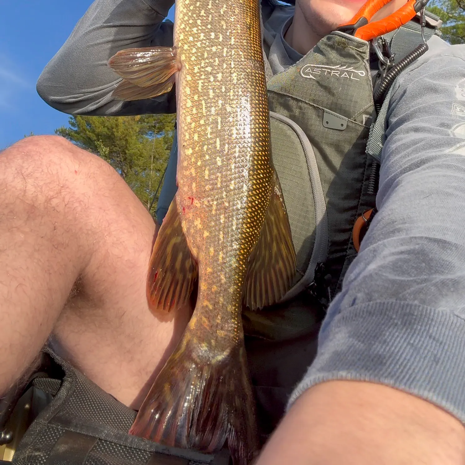 Northern pike caught on Fishbrain