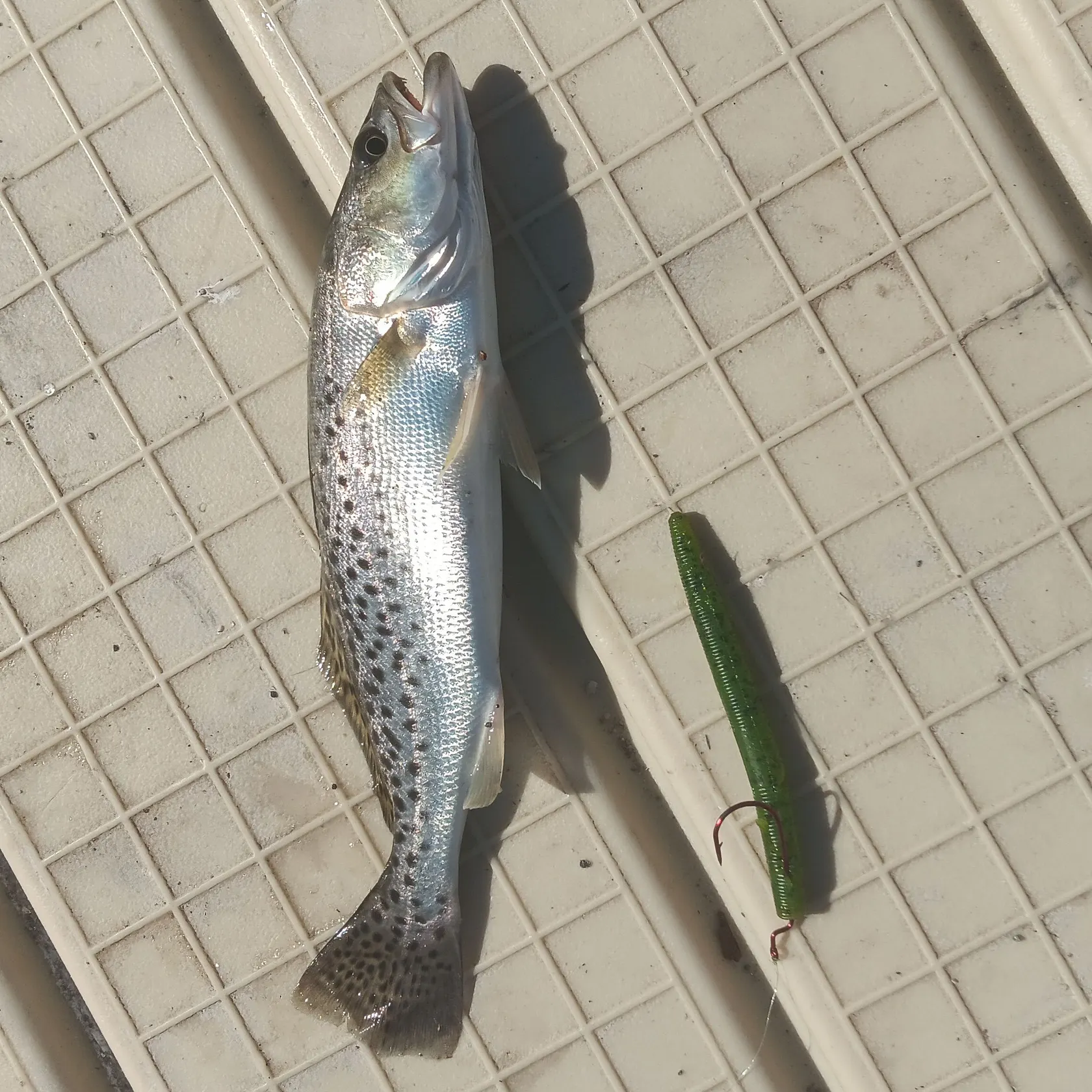 Spotted seatrout caught on Fishbrain