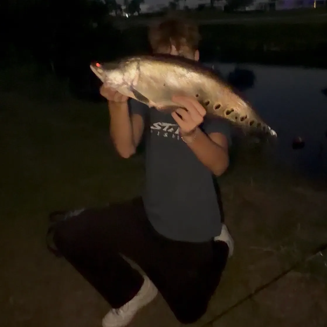 The most recent Clown knifefish catches on Fishbrain