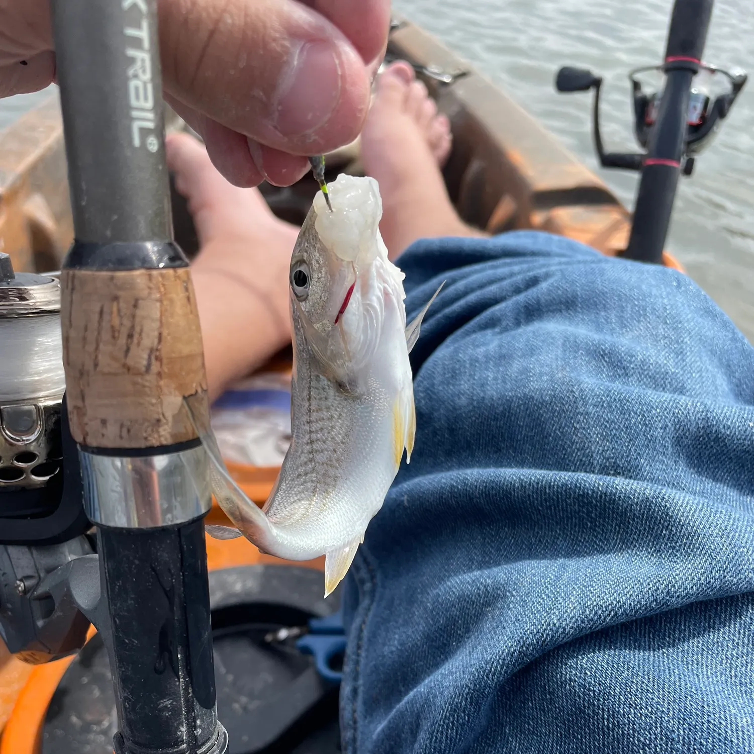 The most recent Atlantic croaker catches on Fishbrain
