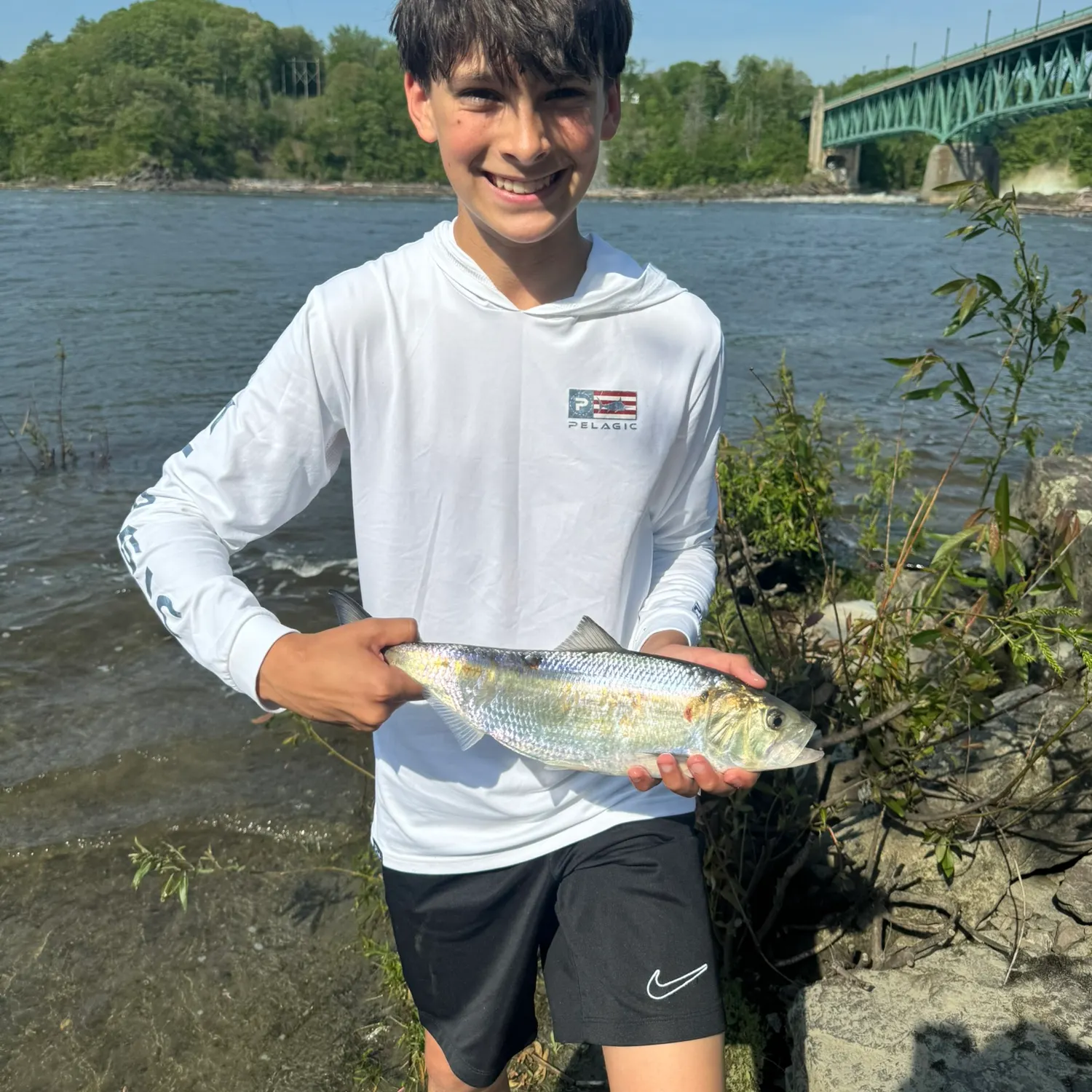 The most recent American shad catches on Fishbrain