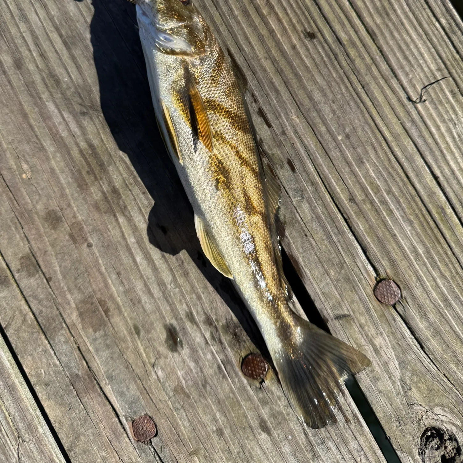 Northern kingcroaker caught on Fishbrain