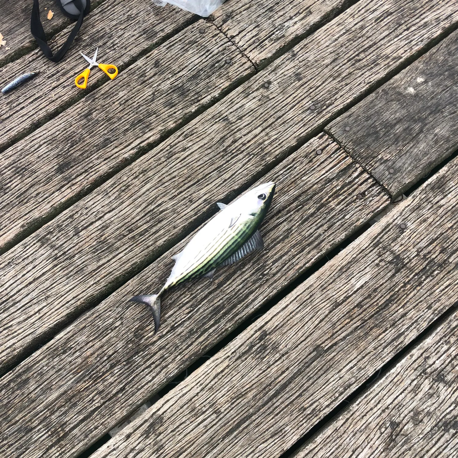 The most recent Striped bonito catches on Fishbrain