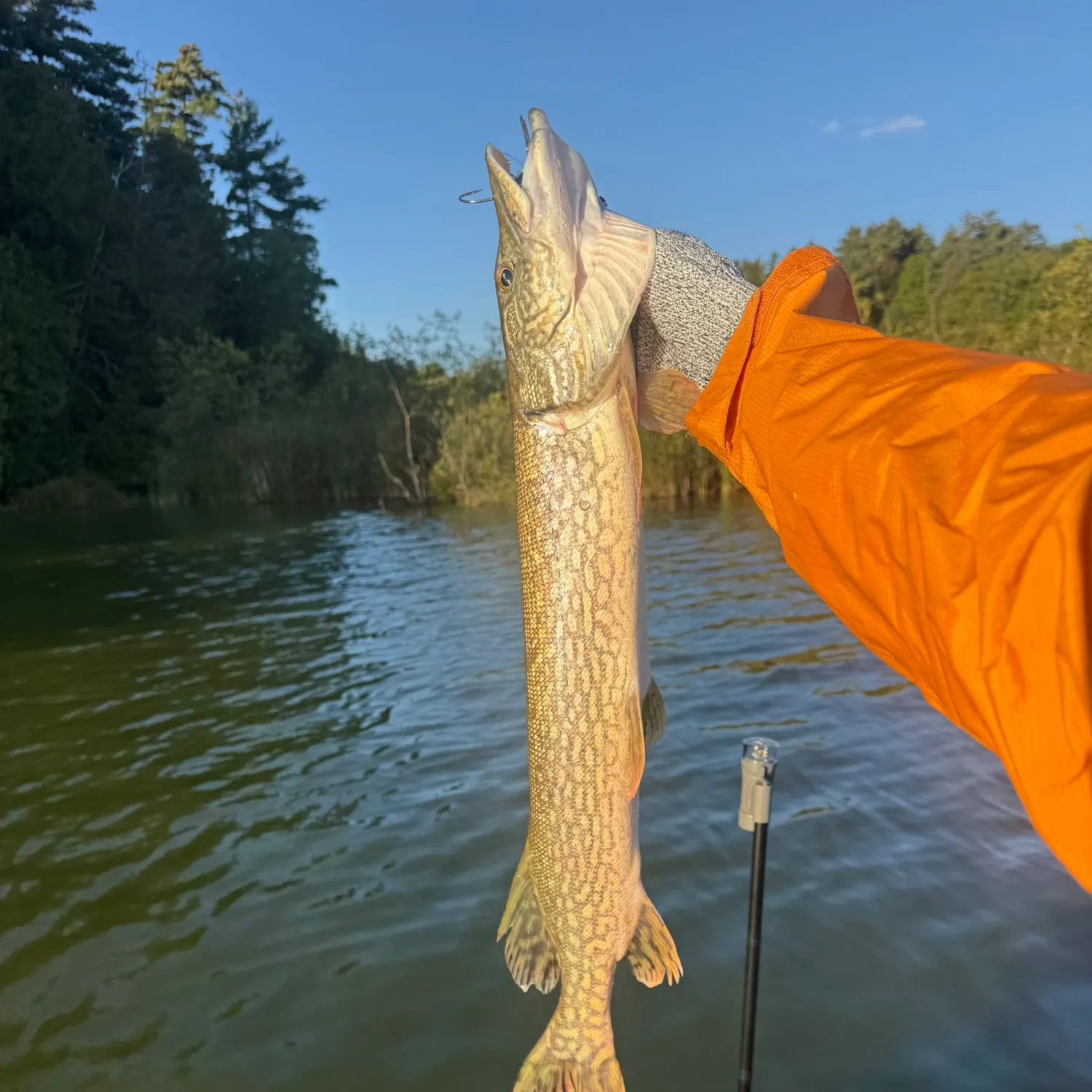 Northern pike caught on Fishbrain