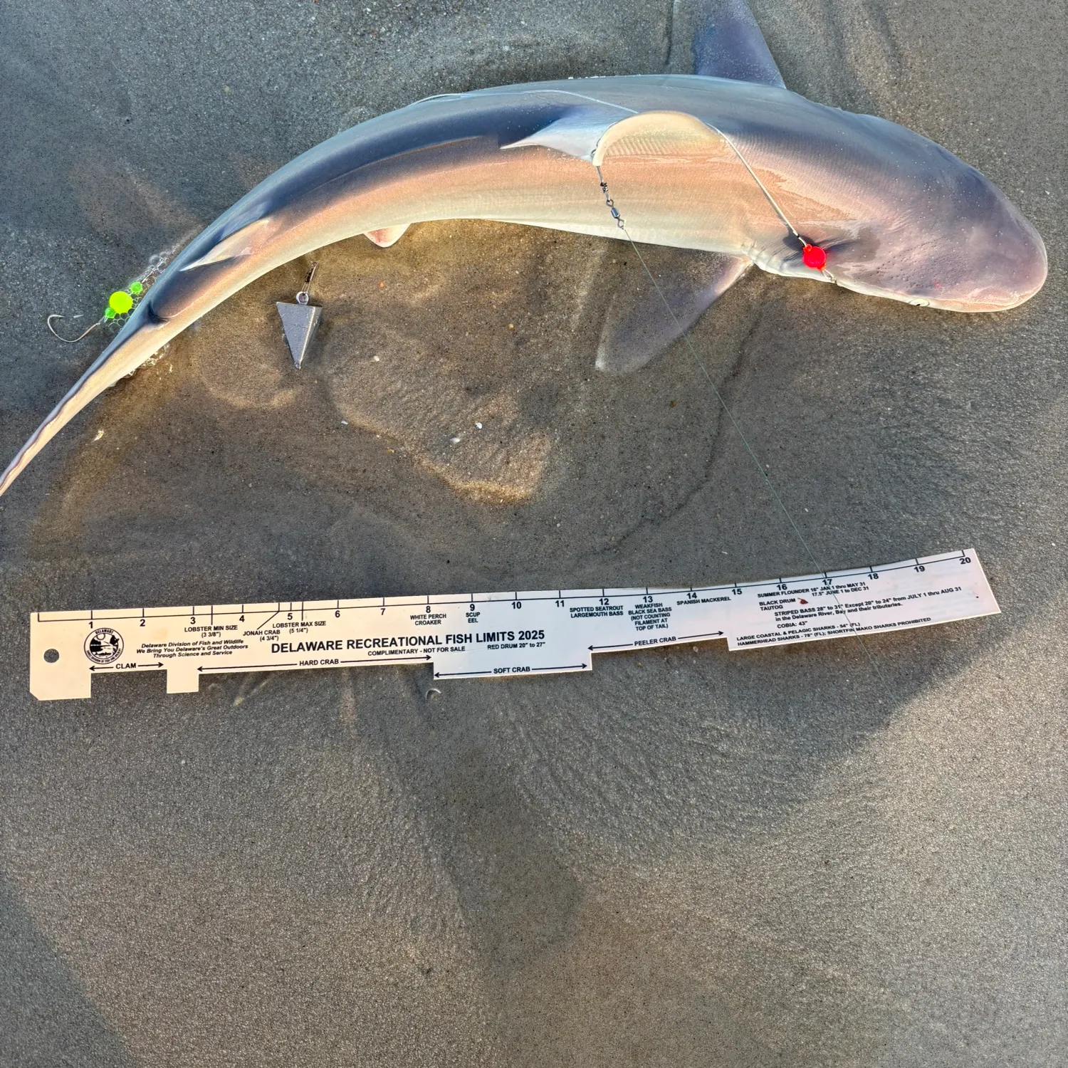 Sandbar shark caught on Fishbrain