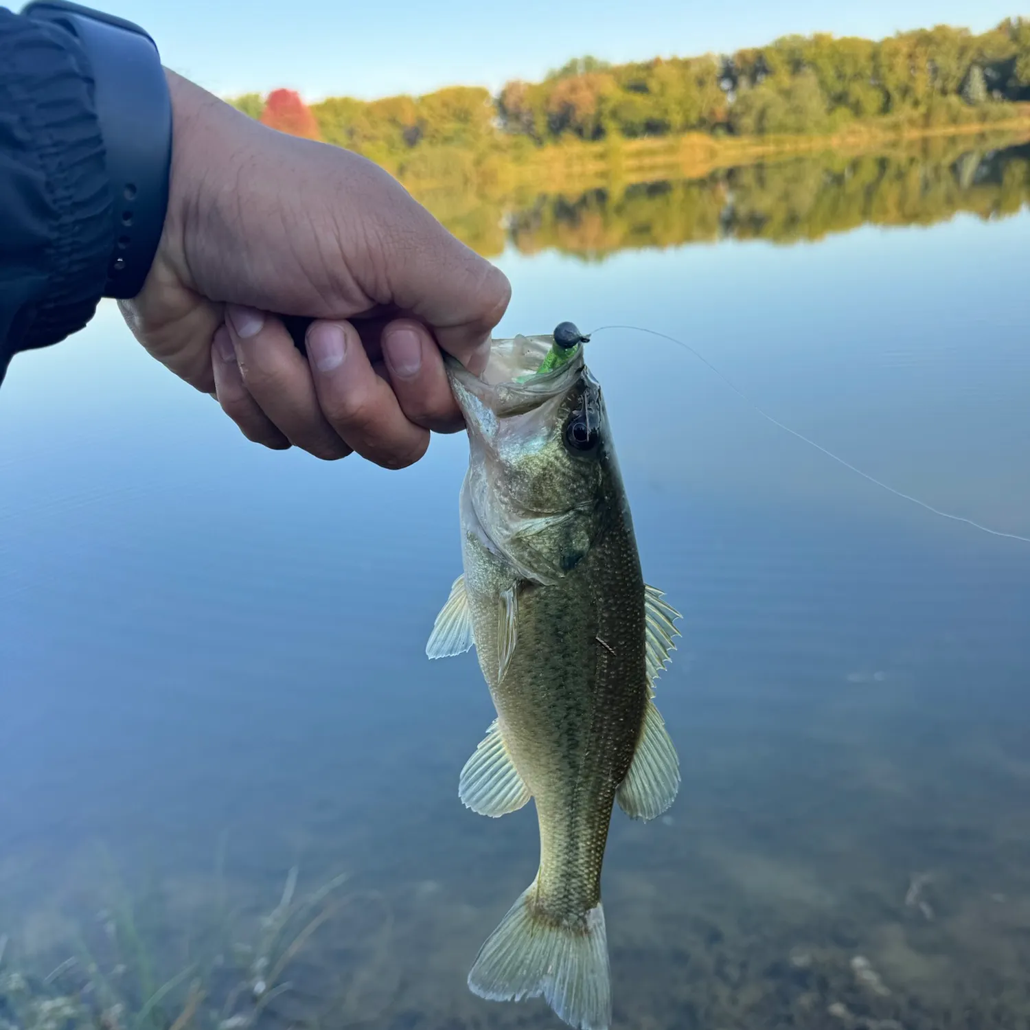 Largemouth bass caught on Fishbrain
