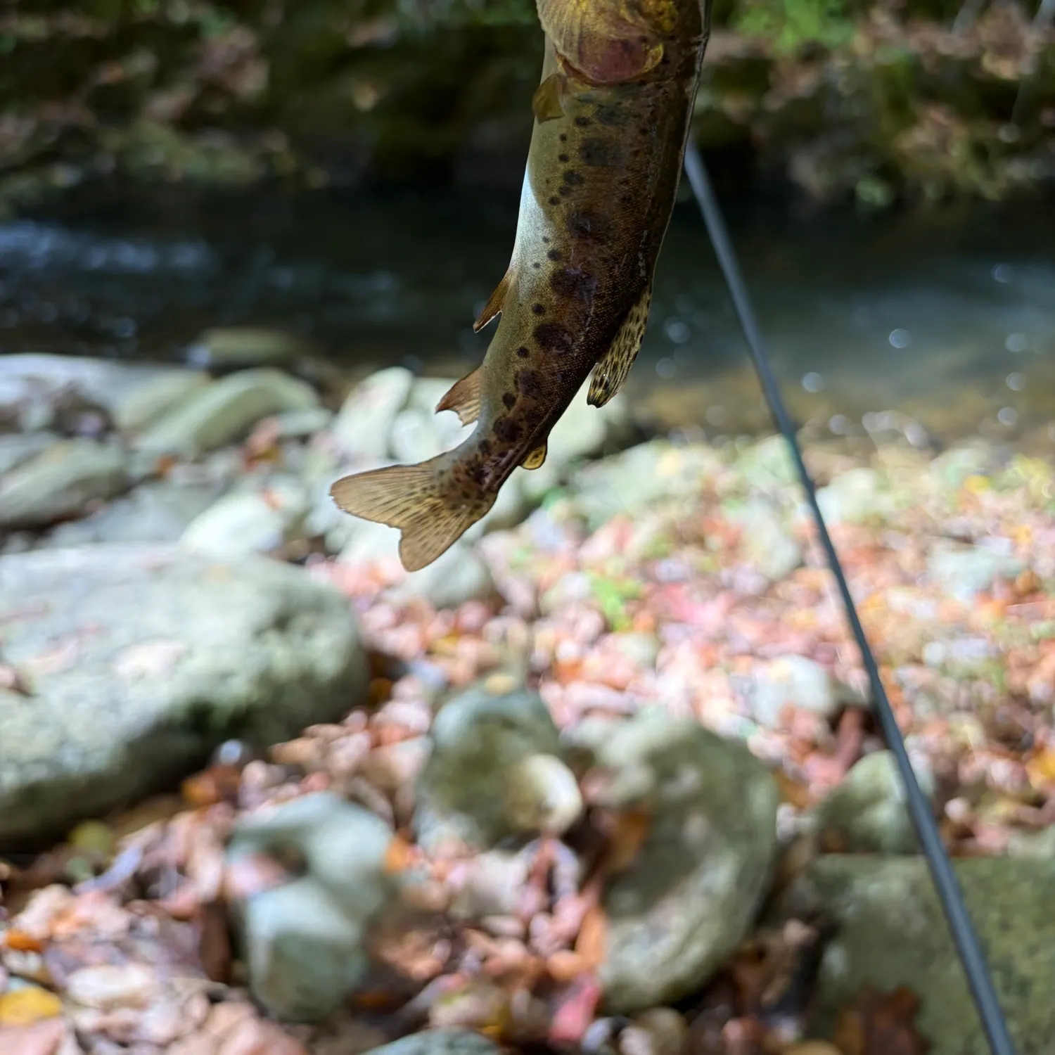 Rainbow trout caught on Fishbrain