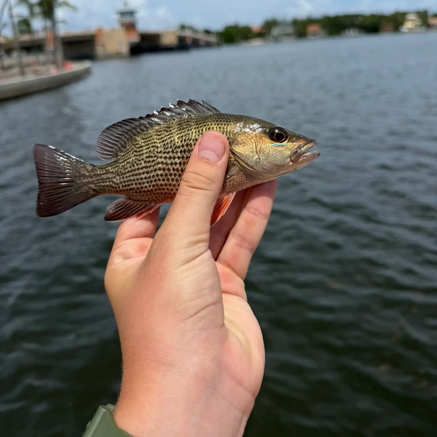 Mangrove snapper caught on Fishbrain