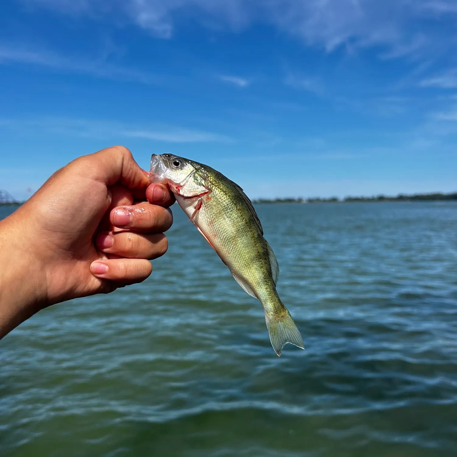 Yellow perch caught on Fishbrain