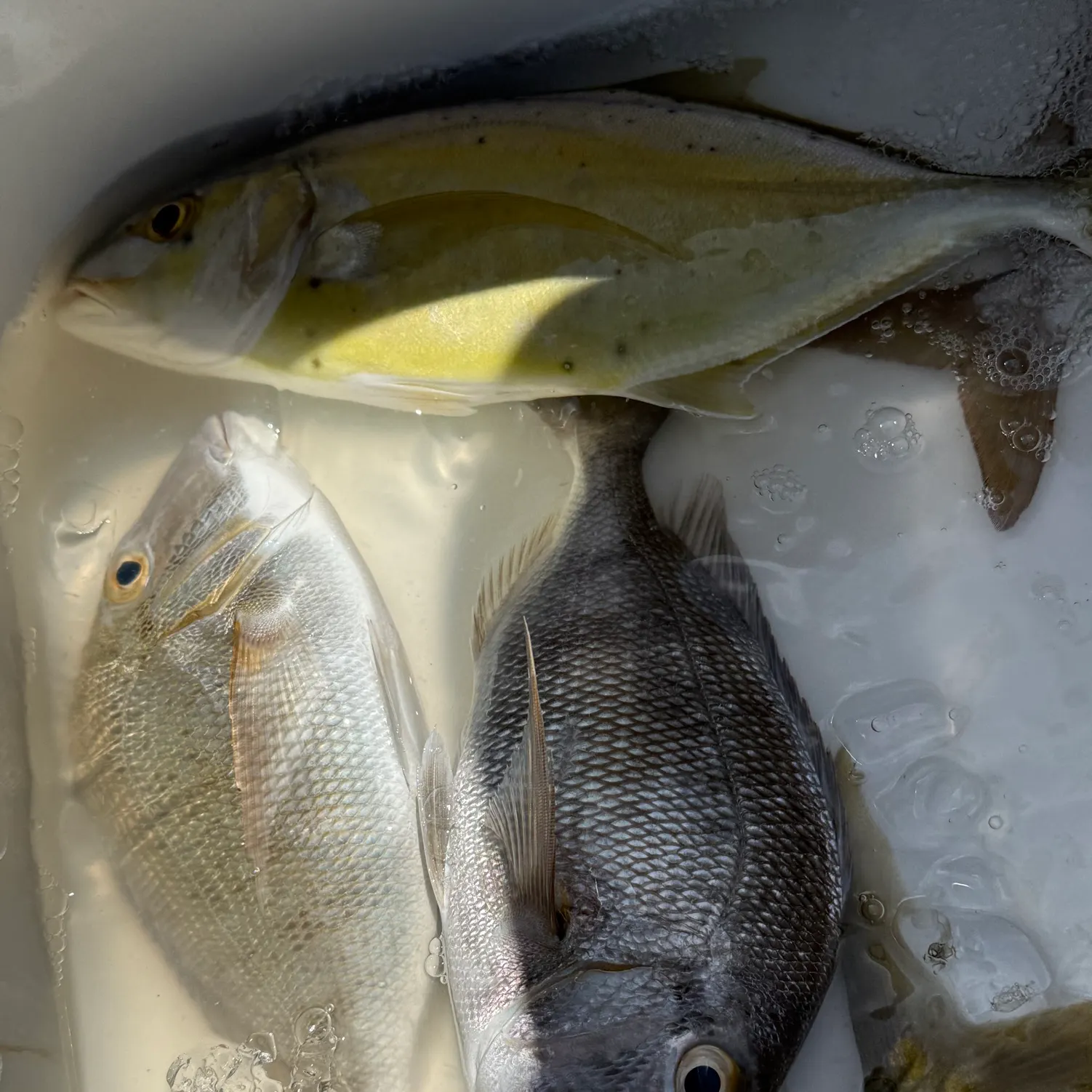 The most recent White margate catches on Fishbrain