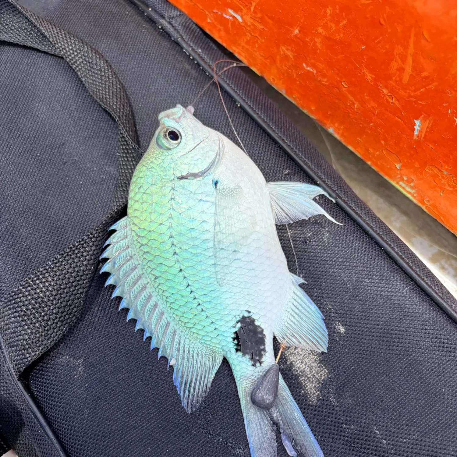 The most recent Blue green damselfish catches on Fishbrain