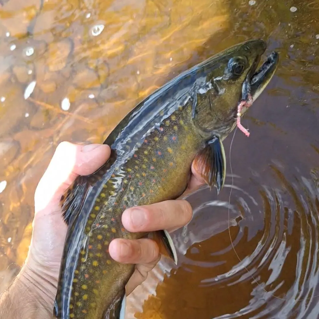Brook trout caught on Fishbrain