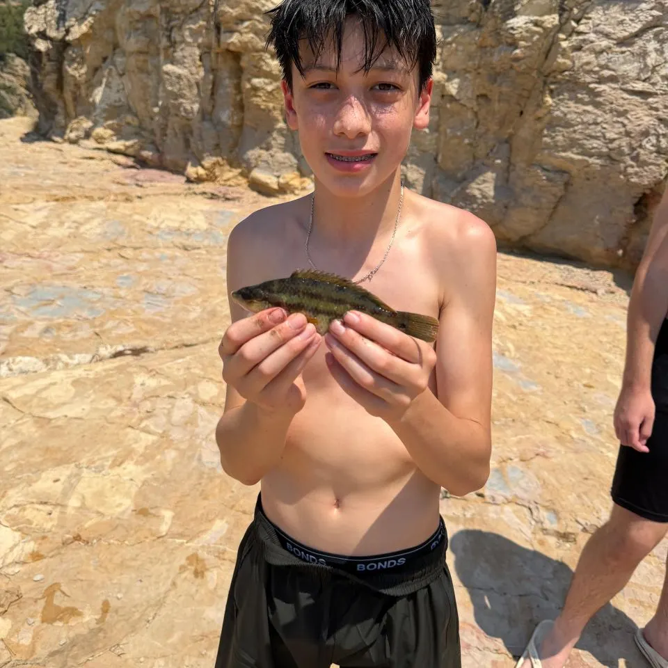 The most recent Spangled perch catches on Fishbrain