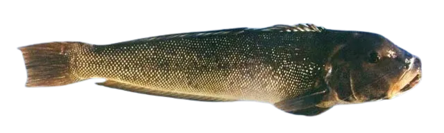 Namorado sandperch
