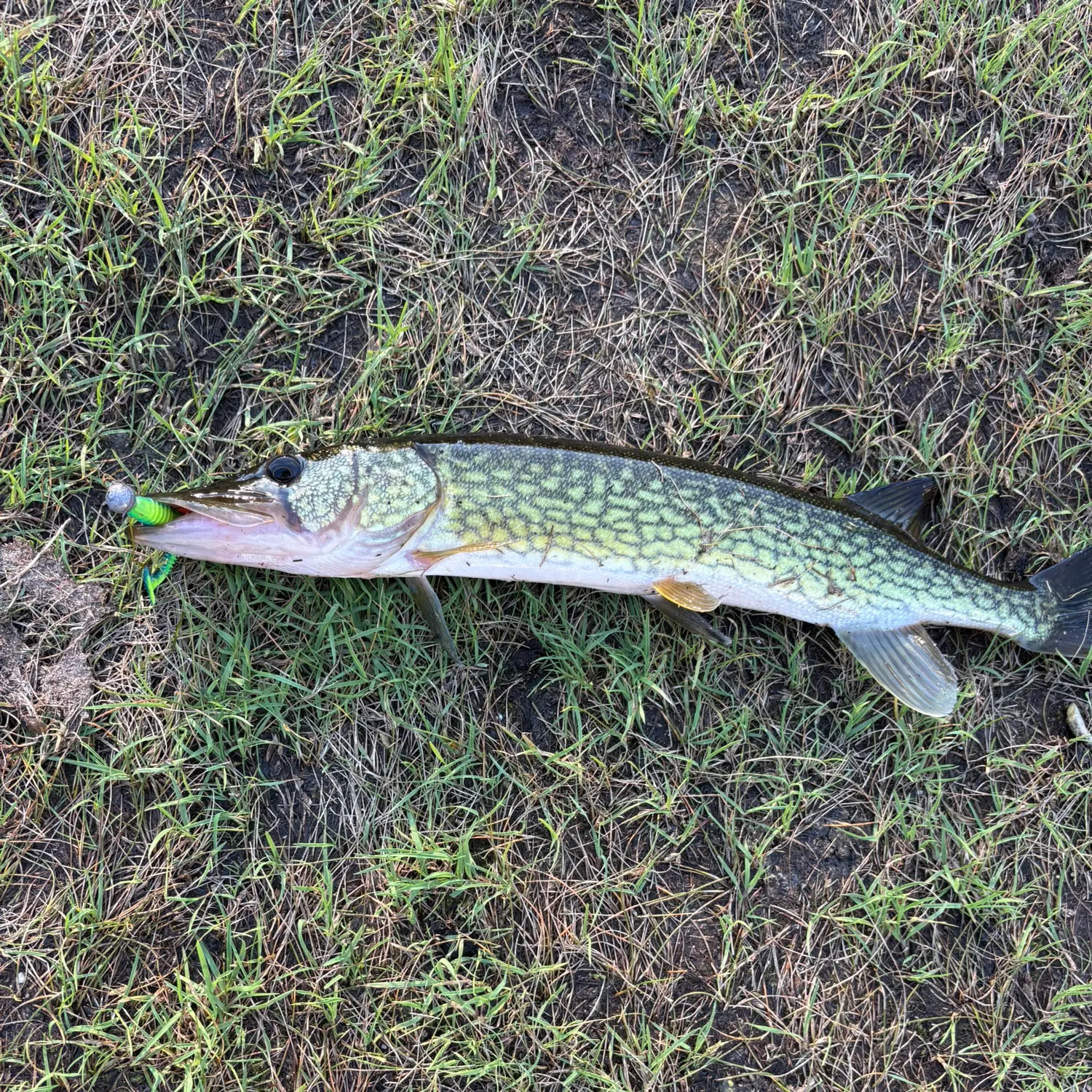 Fish caught on Fishbrain