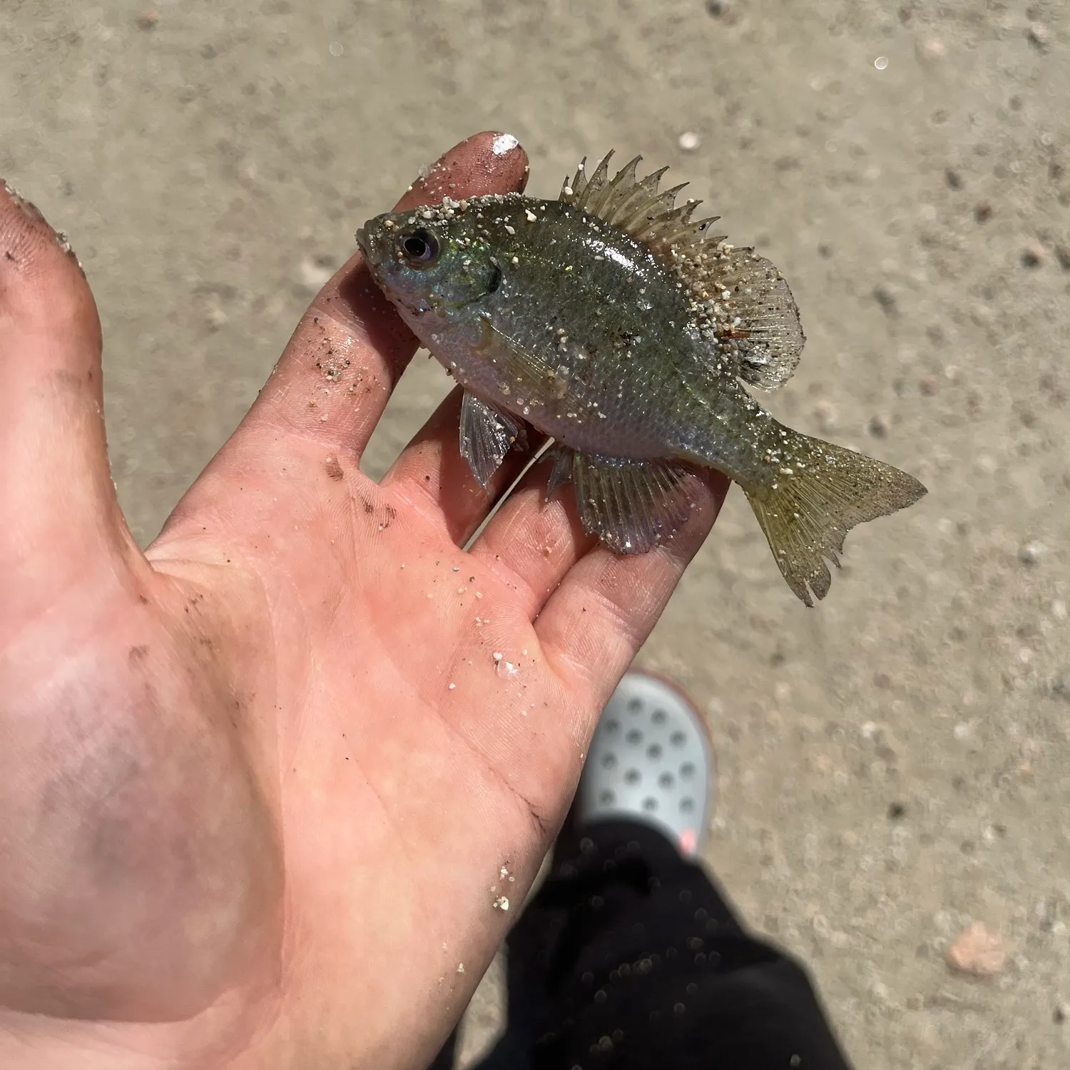 Bluegill caught on Fishbrain