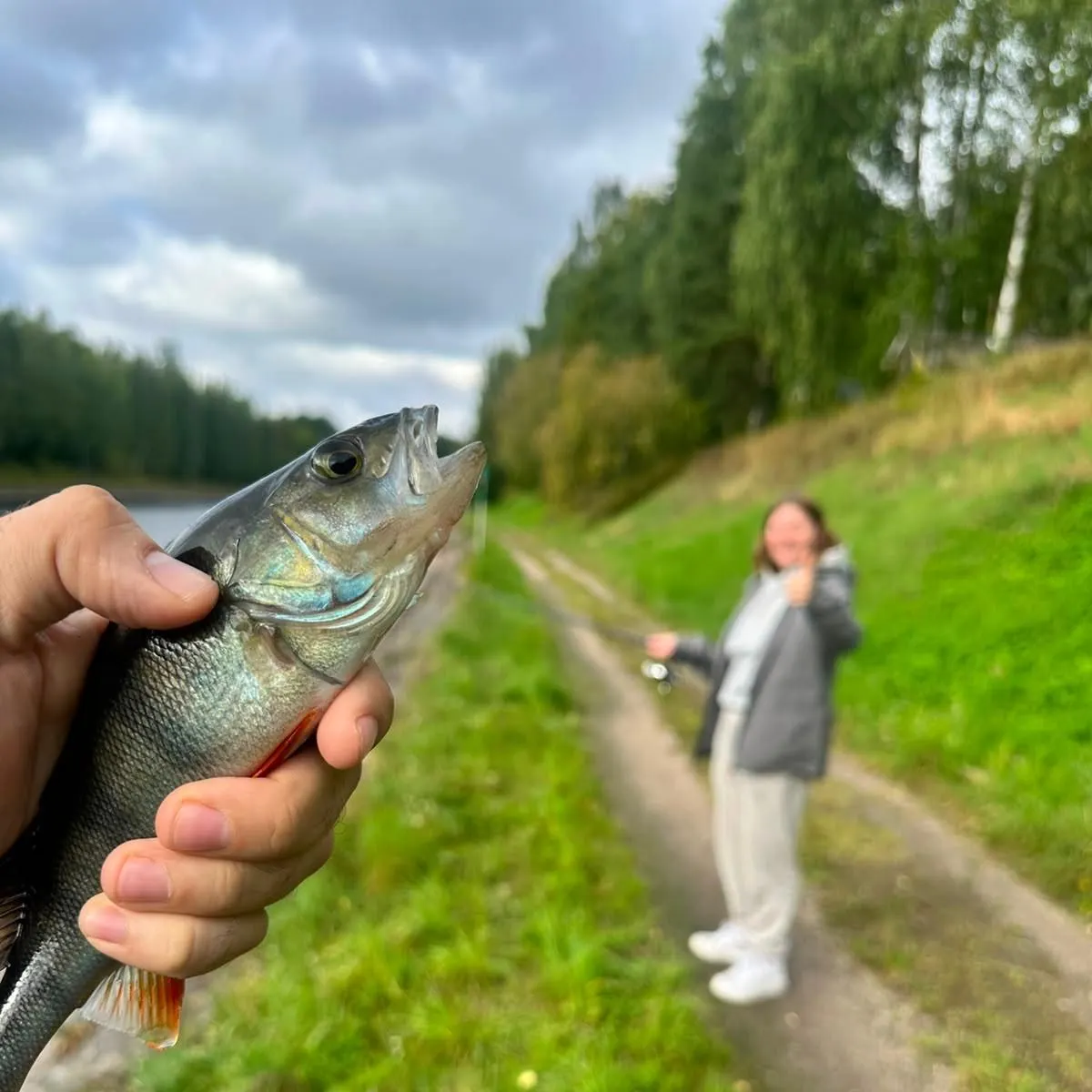 European perch caught on Fishbrain