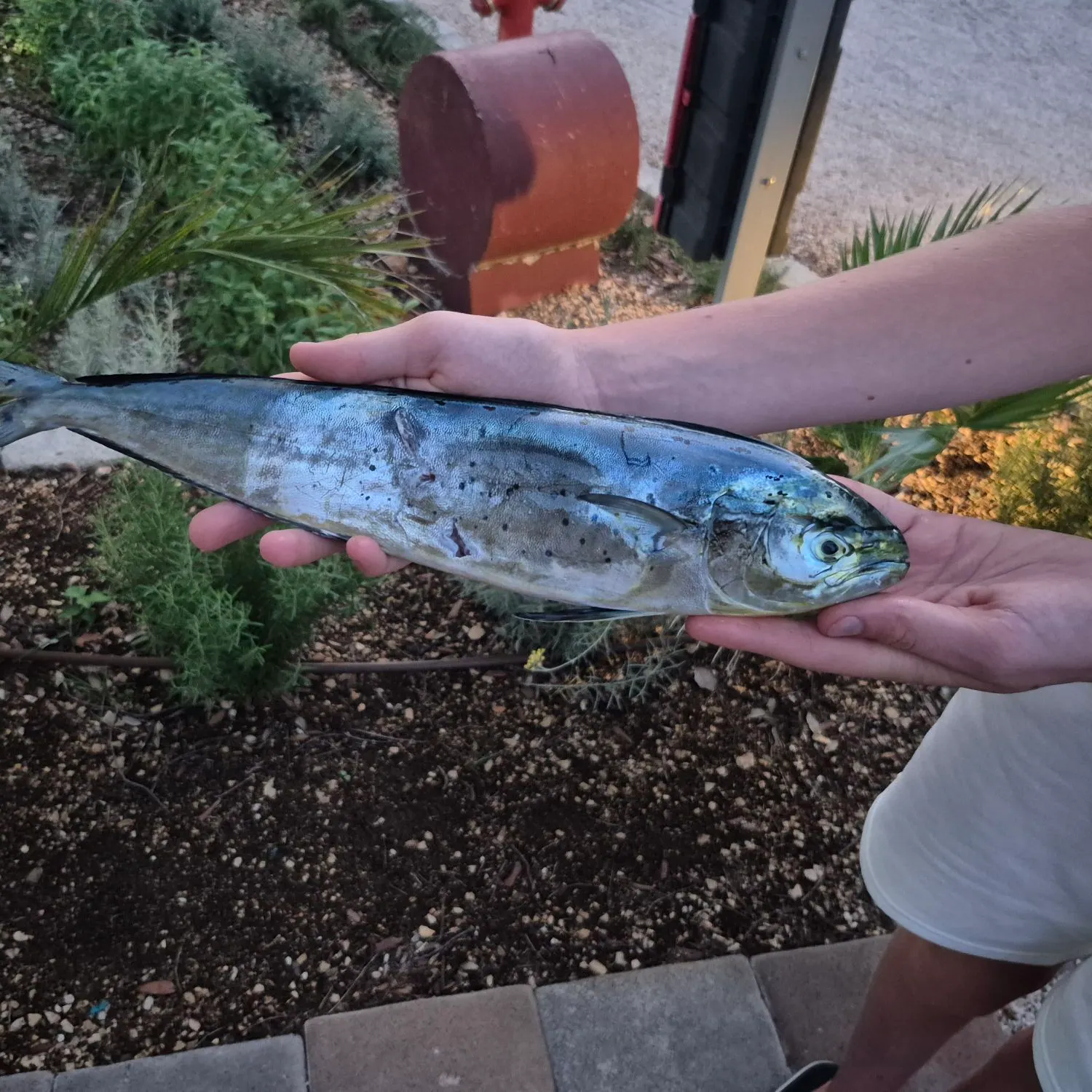 Common dolphinfish caught on Fishbrain