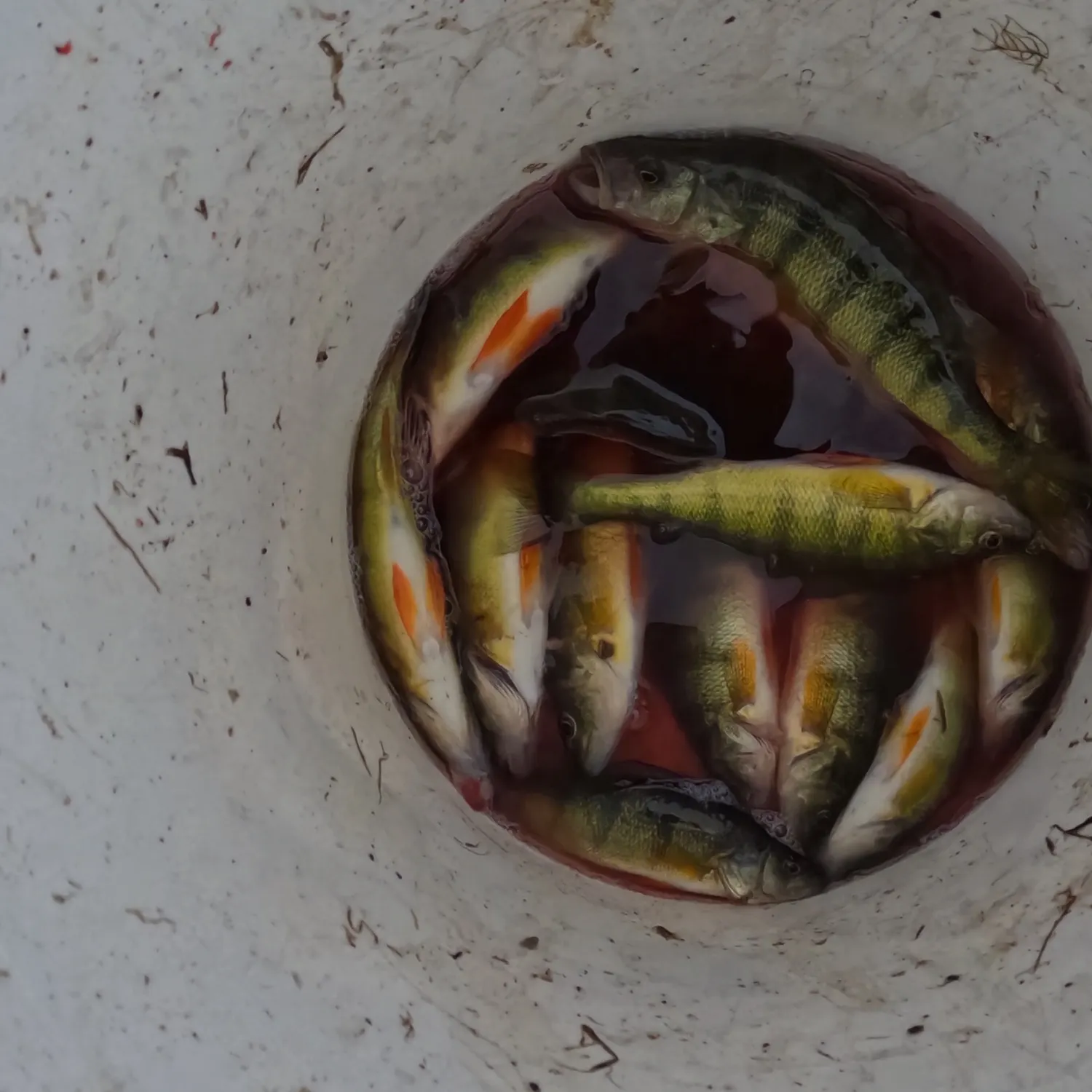 Yellow perch caught on Fishbrain