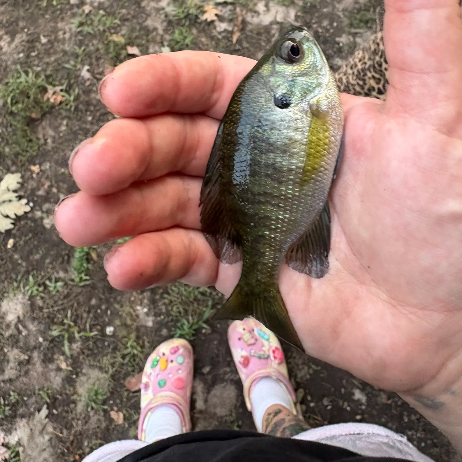 Bluegill caught on Fishbrain
