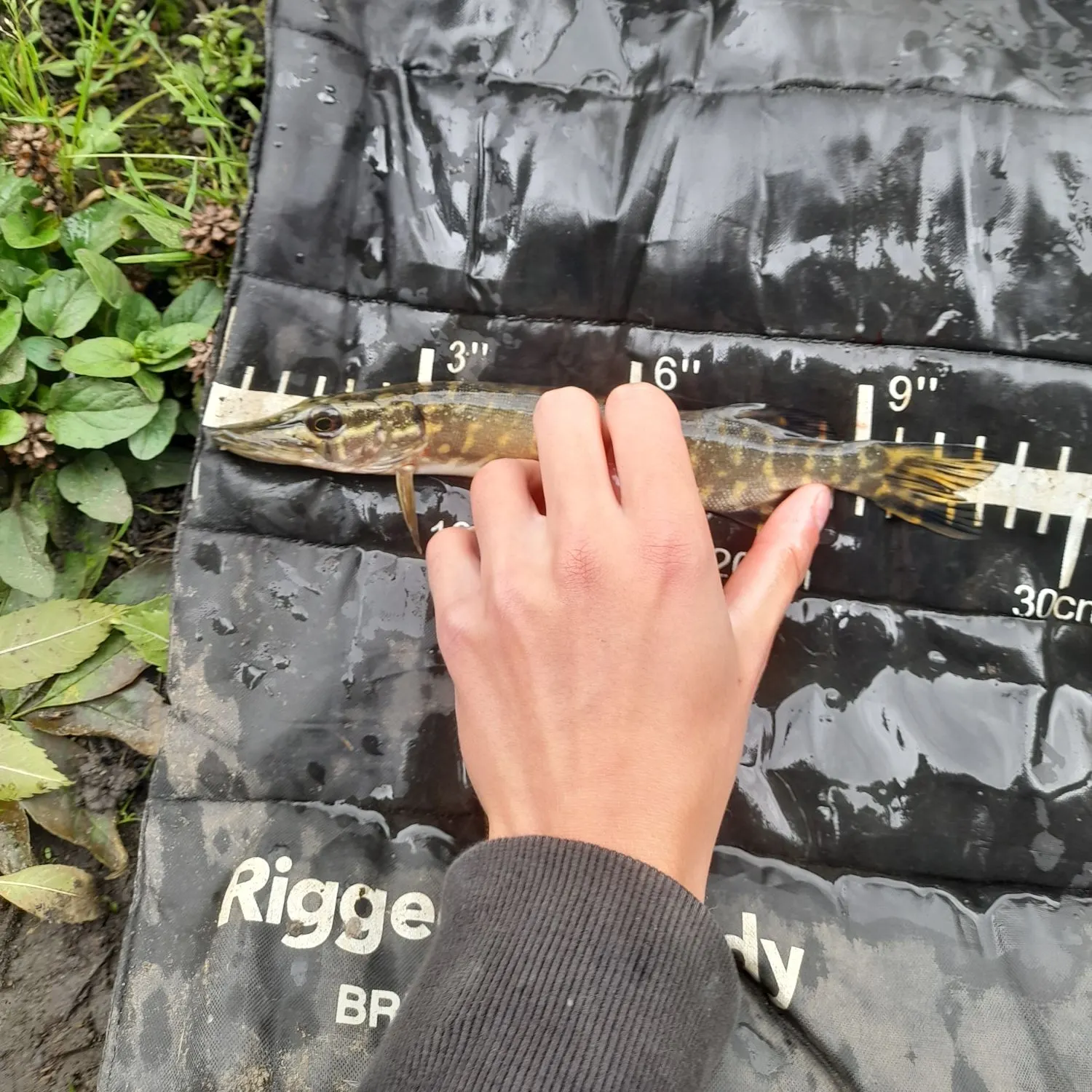Northern pike caught on Fishbrain