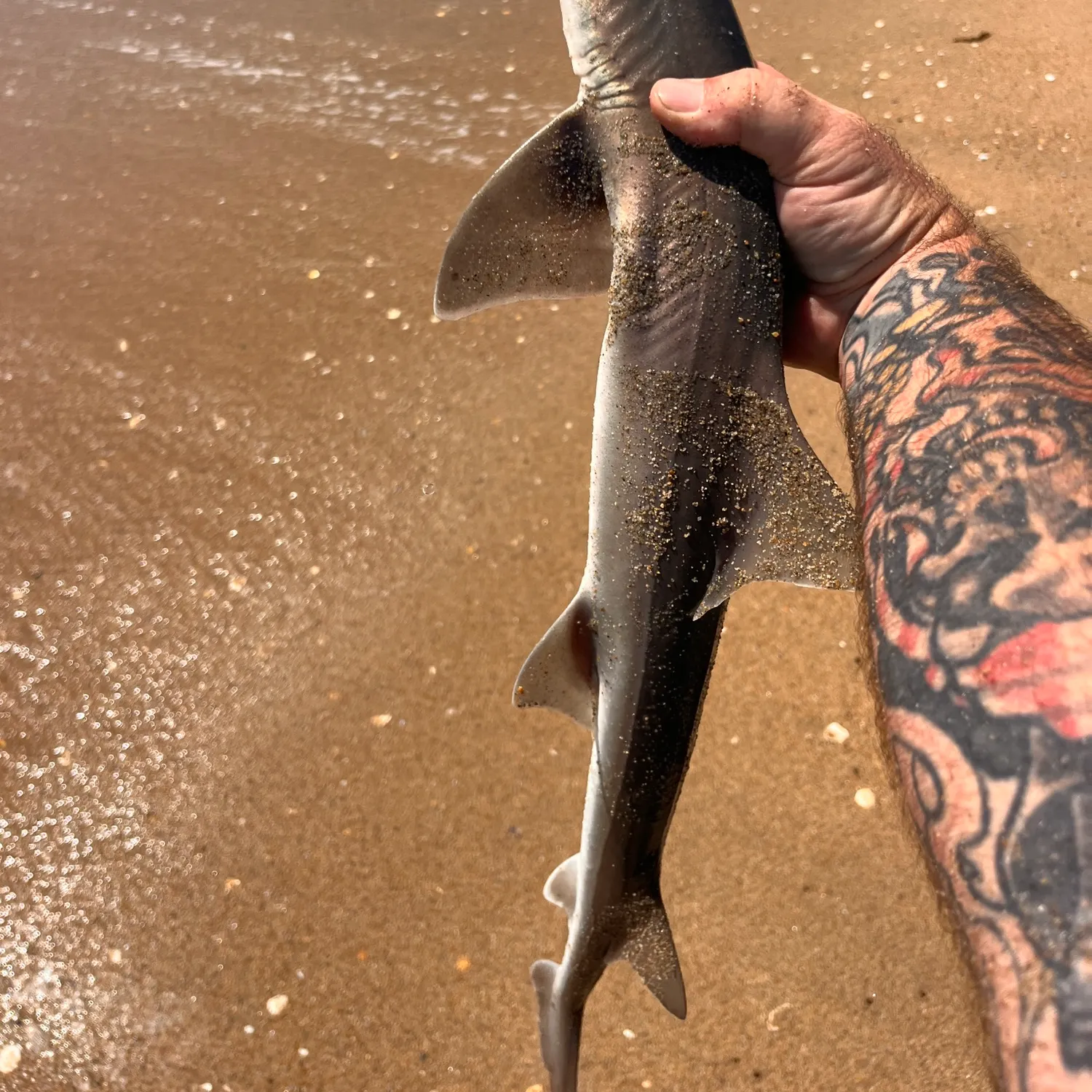 Grey smooth-hound caught on Fishbrain