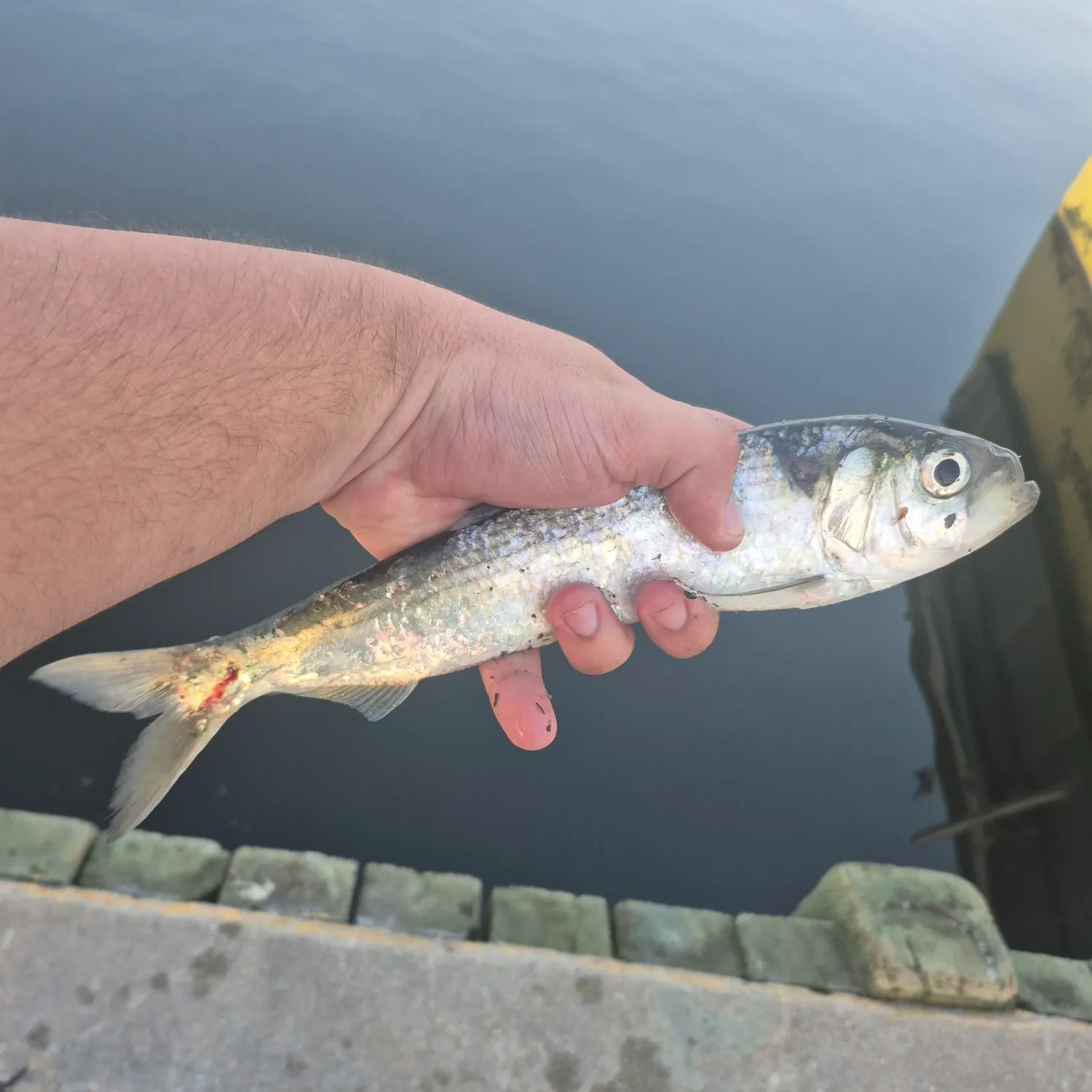 The most recent Alewife catches on Fishbrain