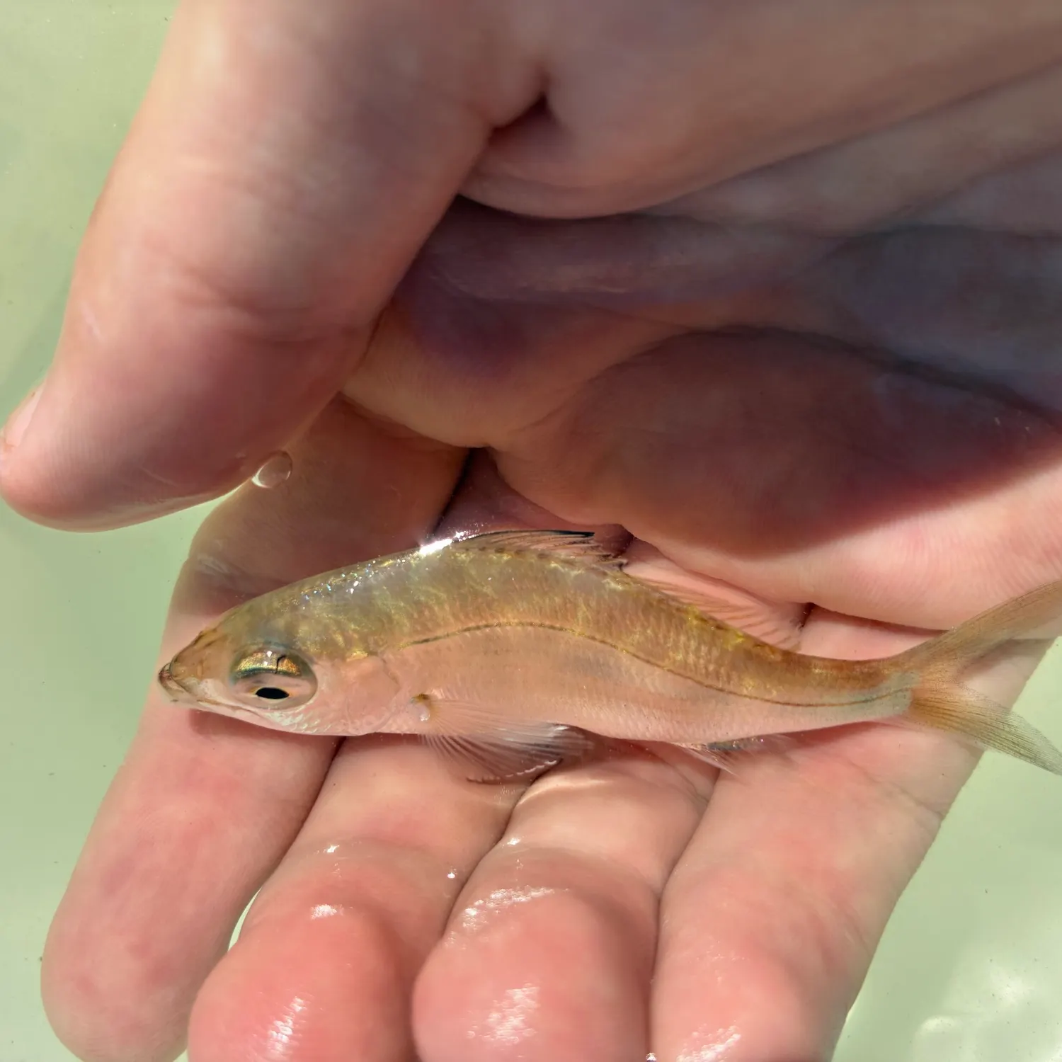 The most recent Slender mojarra catches on Fishbrain