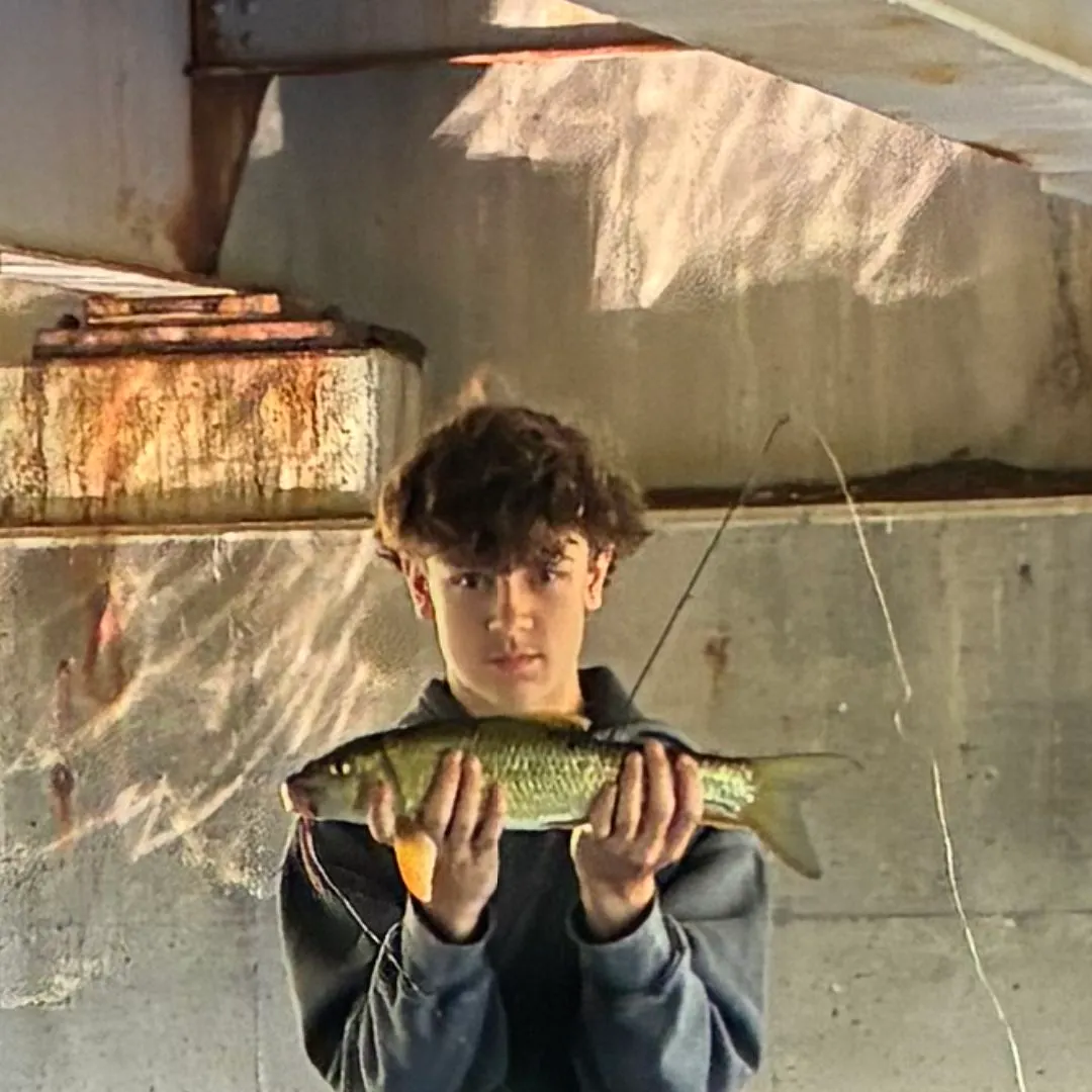 The most recent Black redhorse catches on Fishbrain