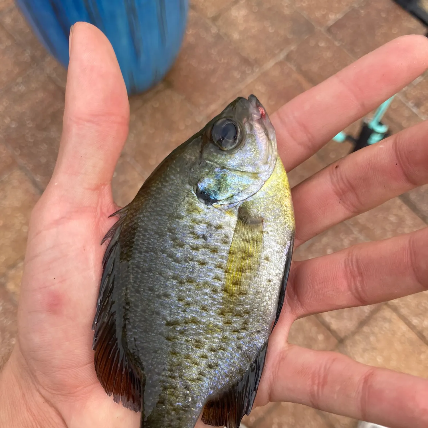 The most recent Redear x bluegill catches on Fishbrain