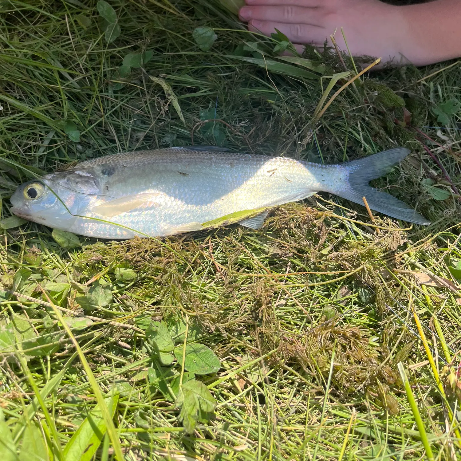 The most recent Whitetail shiner catches on Fishbrain