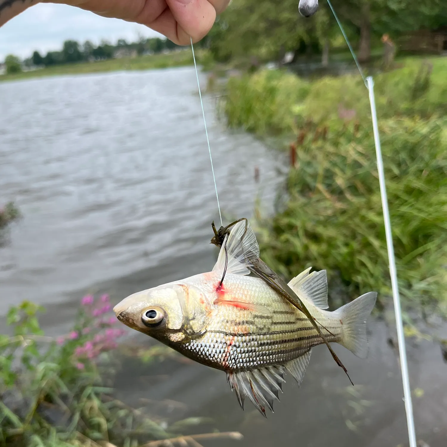 Striped bass caught on Fishbrain