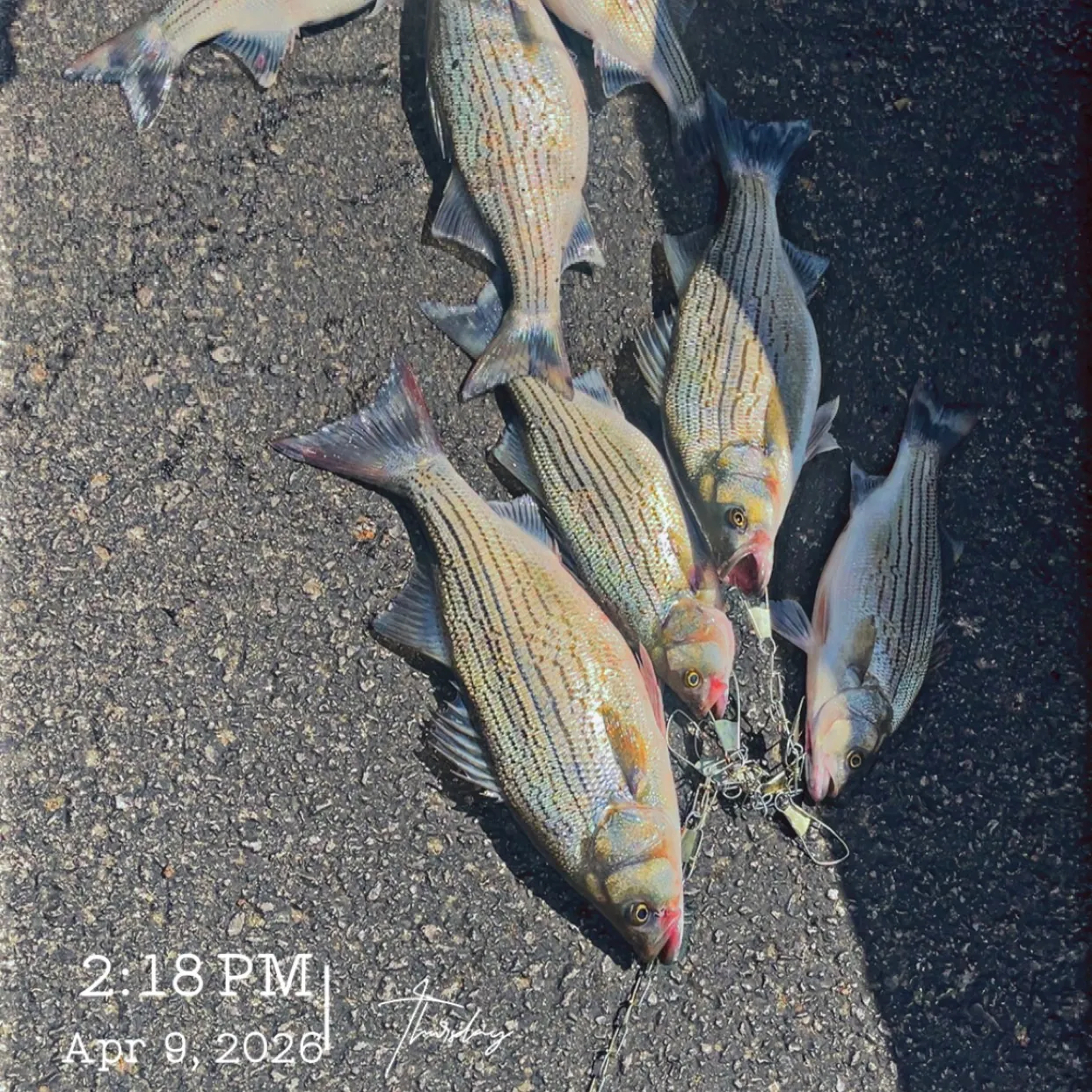 recently logged catches