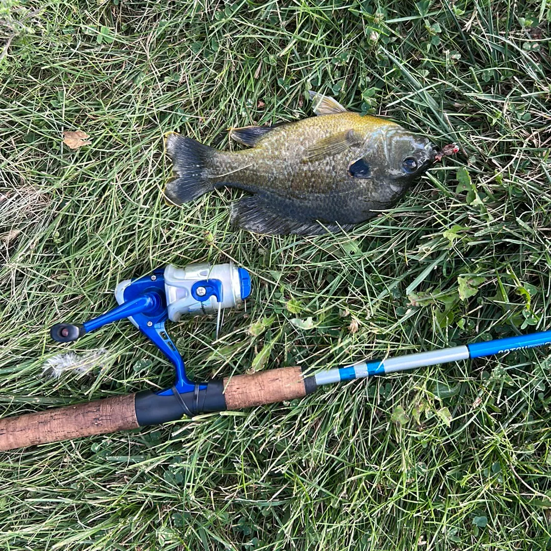 Greengill hybrid caught on Fishbrain