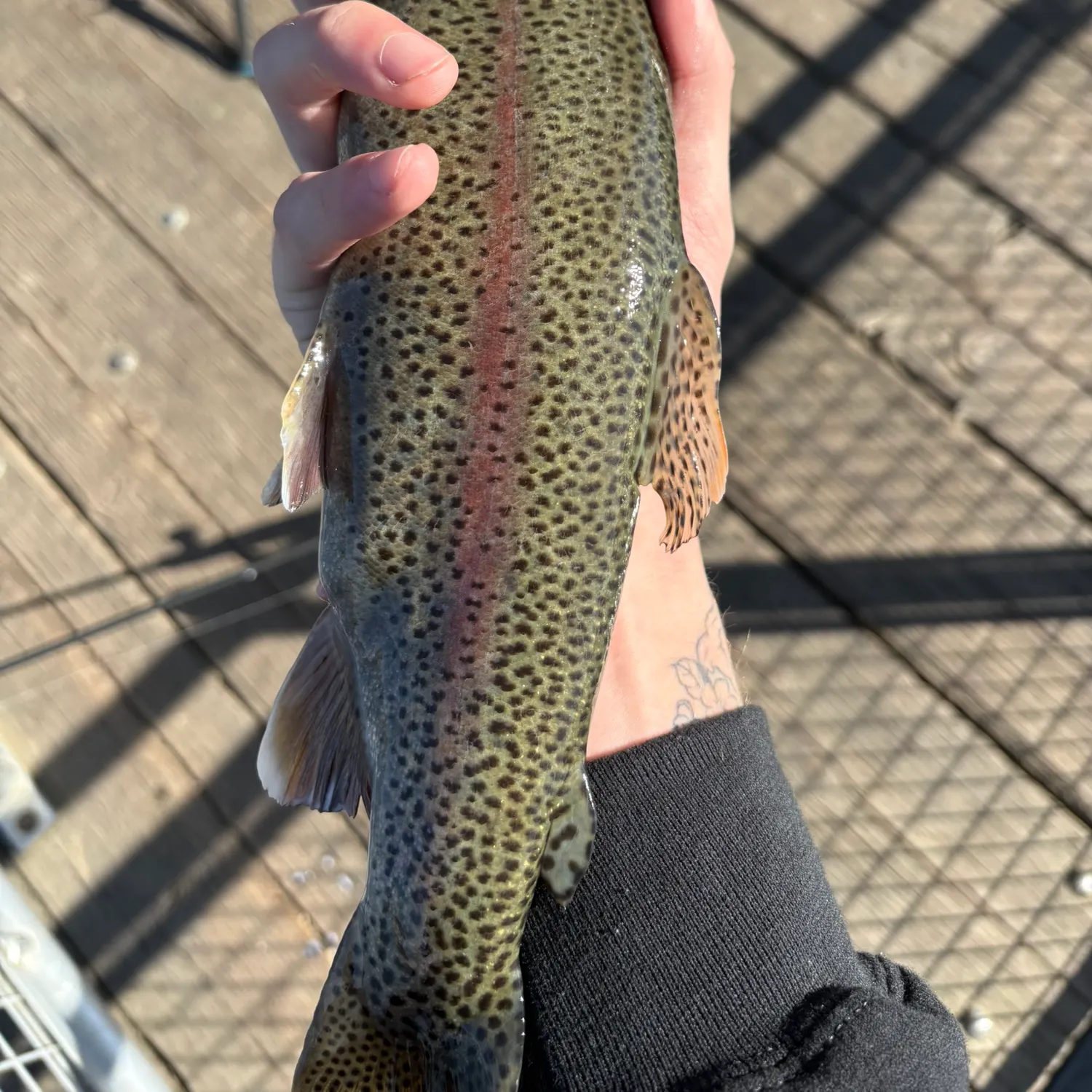 recently logged catches