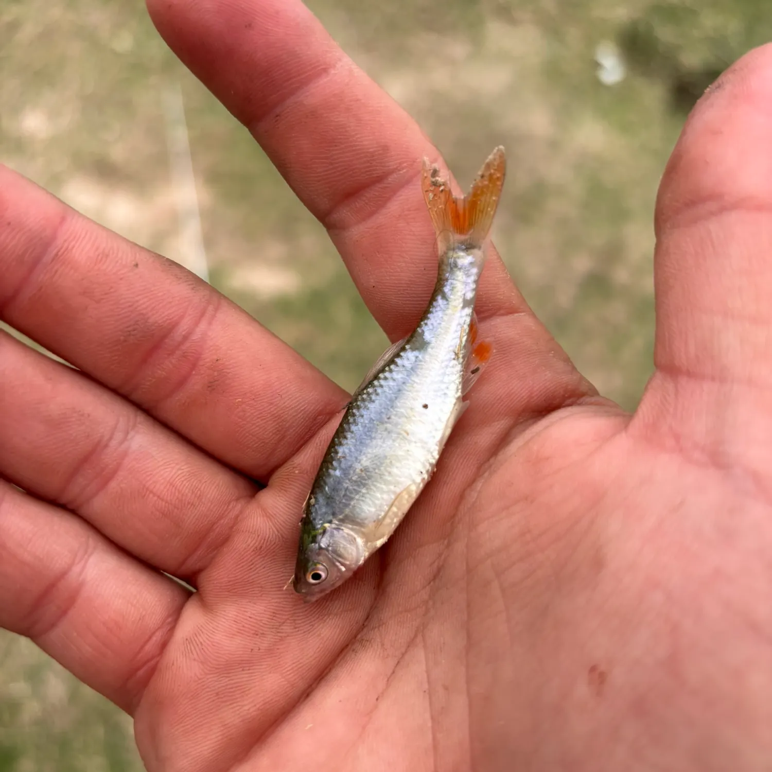The most recent Redfin shiner catches on Fishbrain