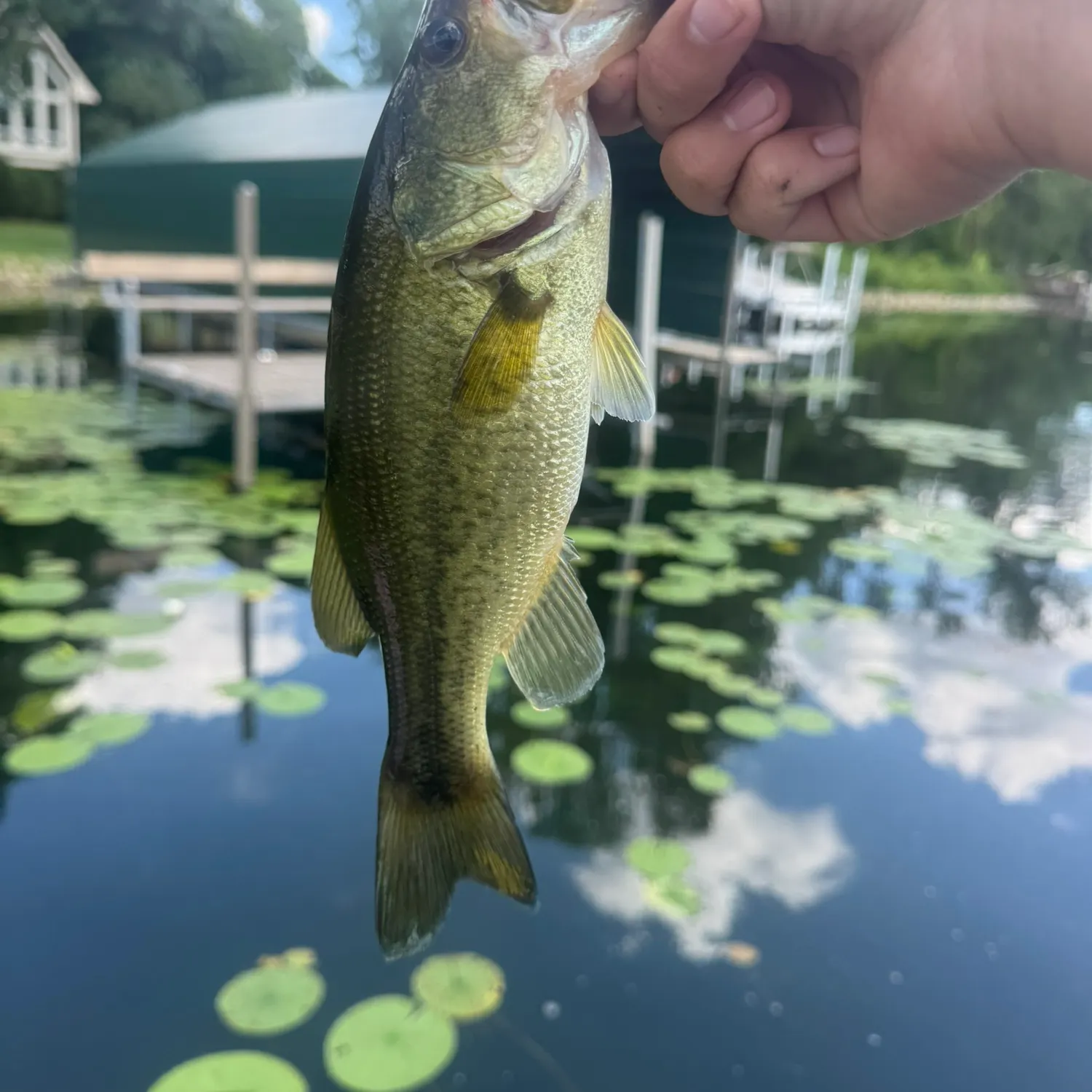 Largemouth bass caught on Fishbrain