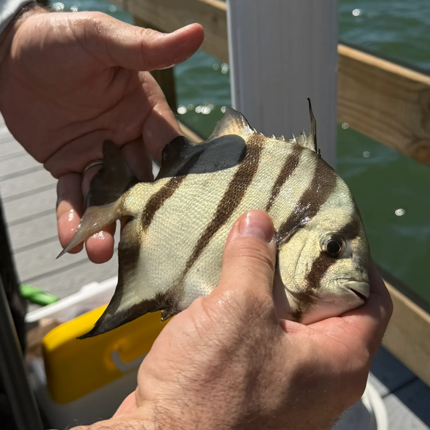 The most recent Atlantic spadefish catches on Fishbrain