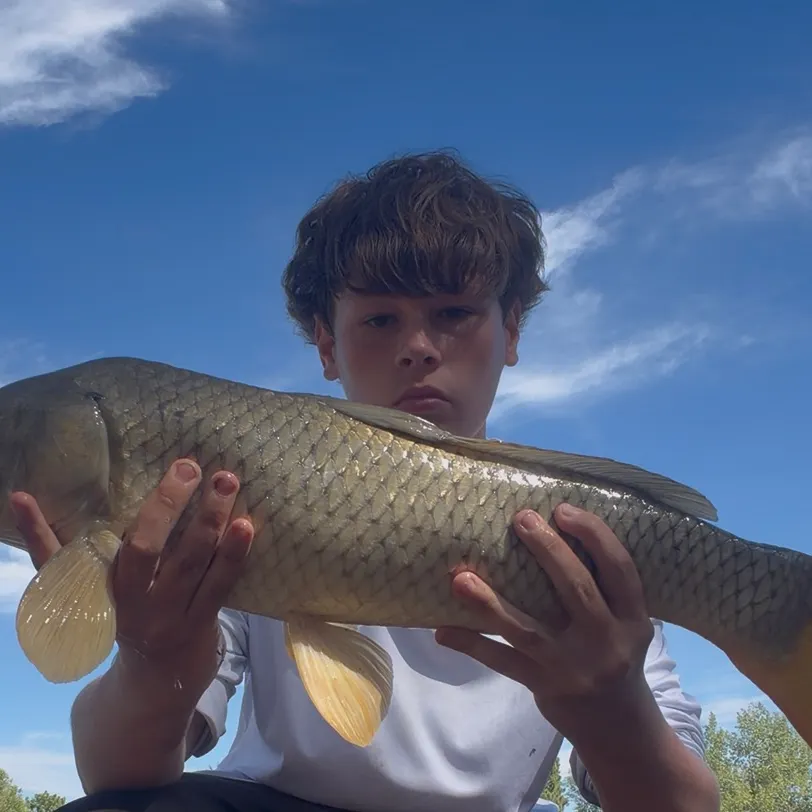 Common carp caught on Fishbrain