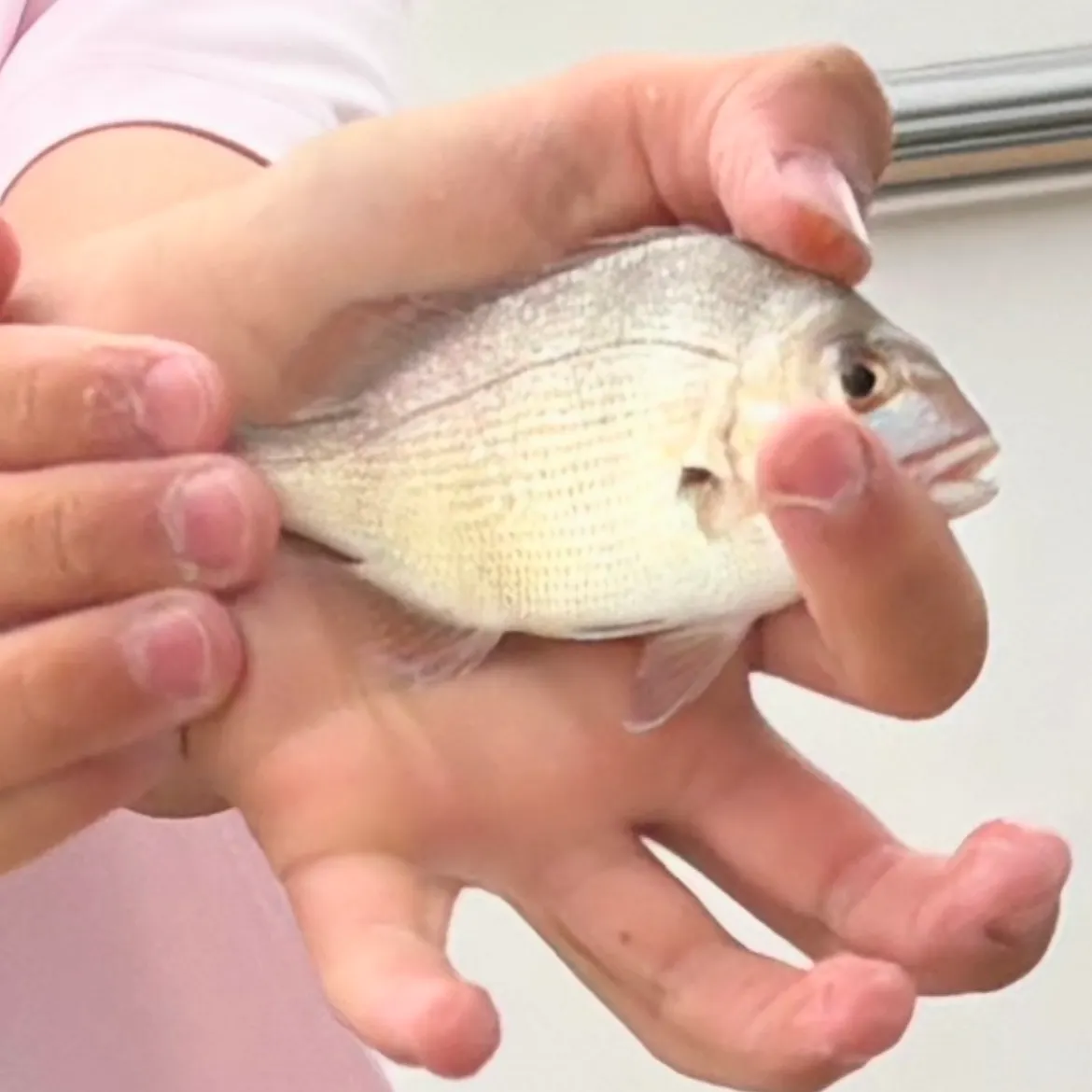 The most recent Australasian snapper catches on Fishbrain