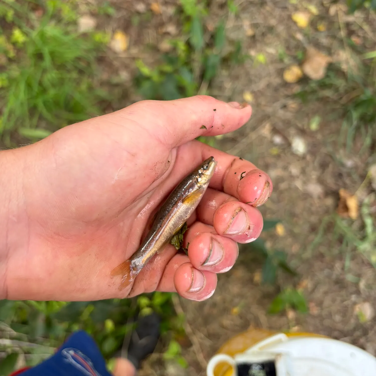 Eastern blacknose dace caught on Fishbrain