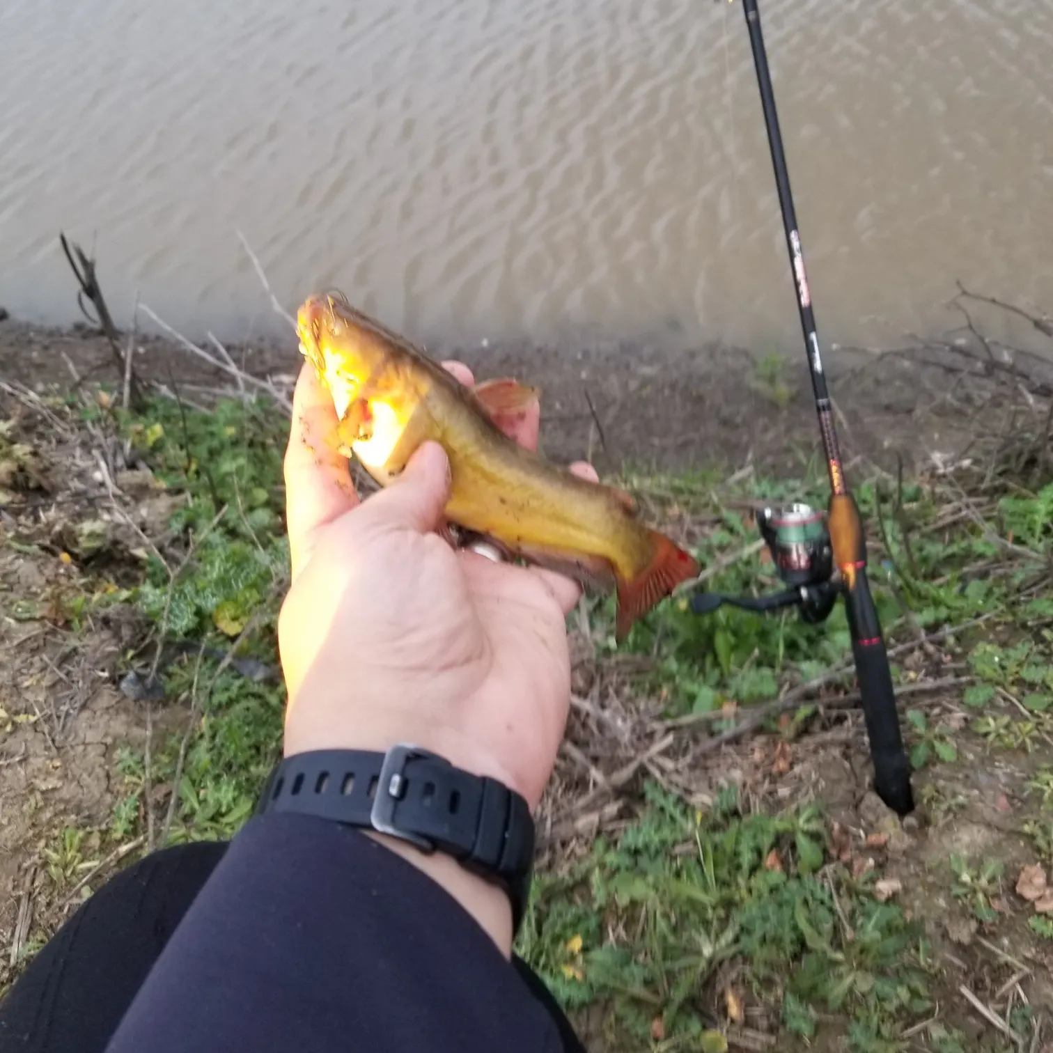 Yellow bullhead caught on Fishbrain