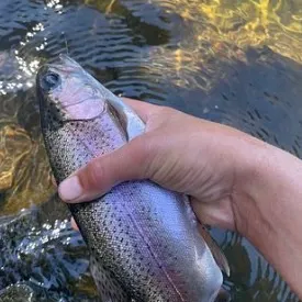 Rainbow trout caught on Fishbrain