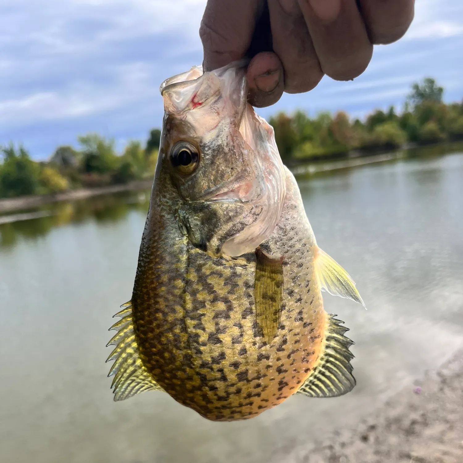 Black crappie caught on Fishbrain