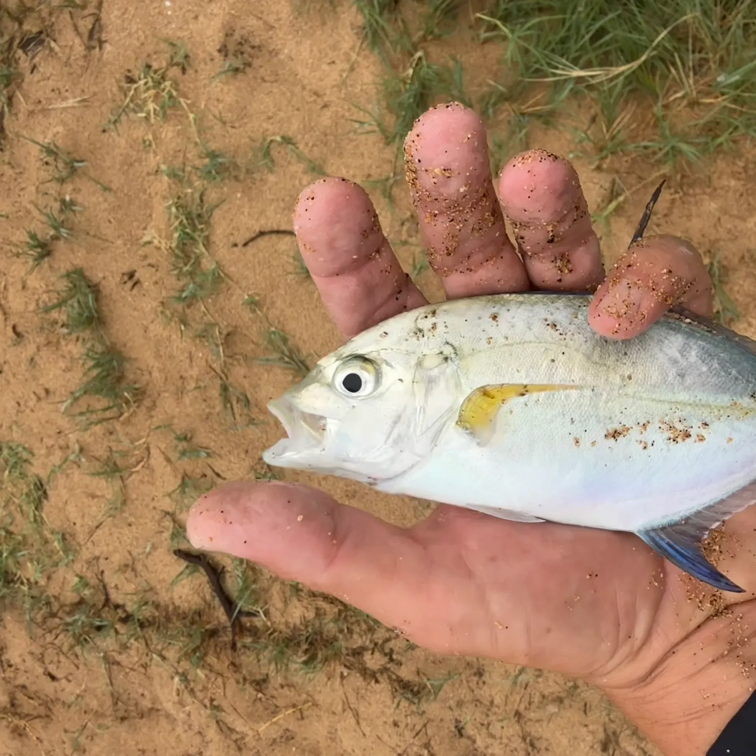 The most recent Bluefin trevally catches on Fishbrain