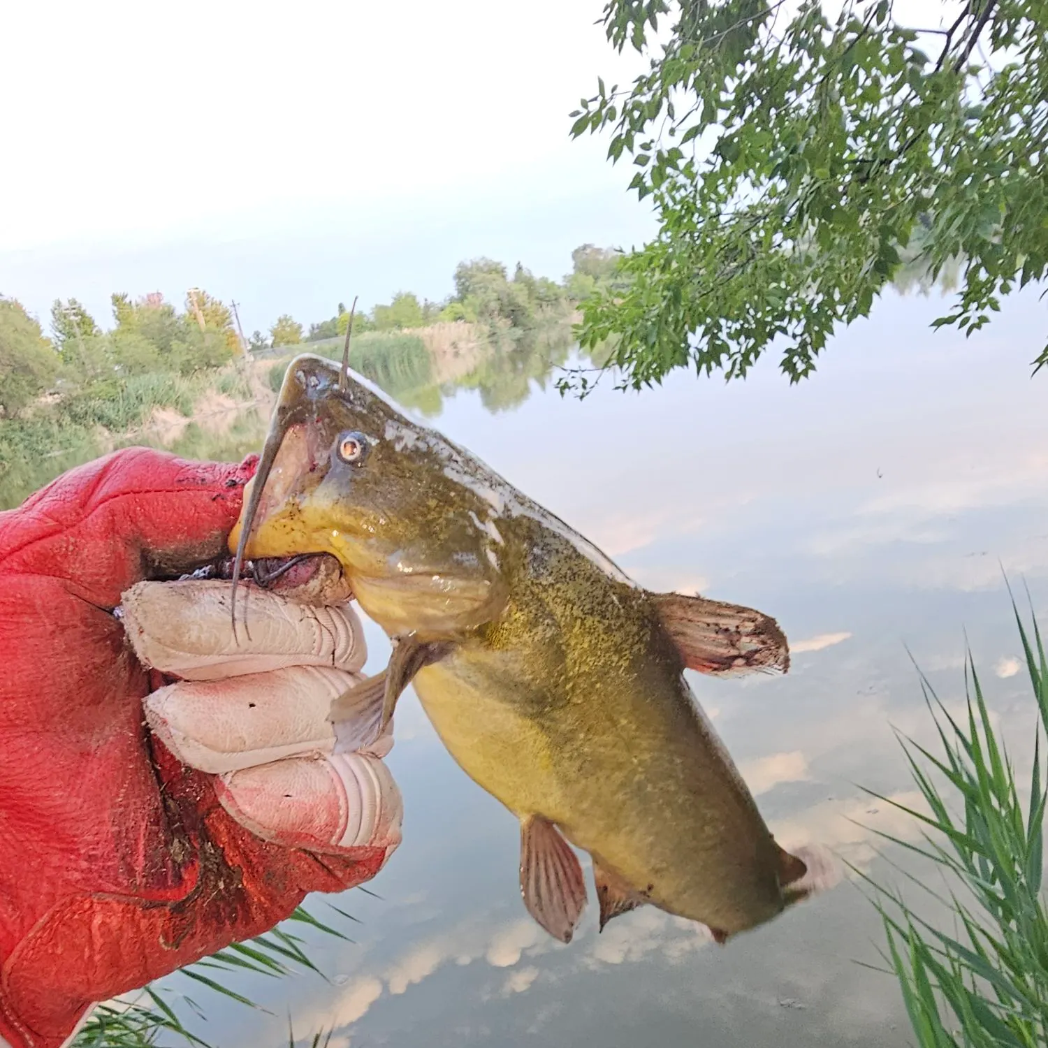 catch