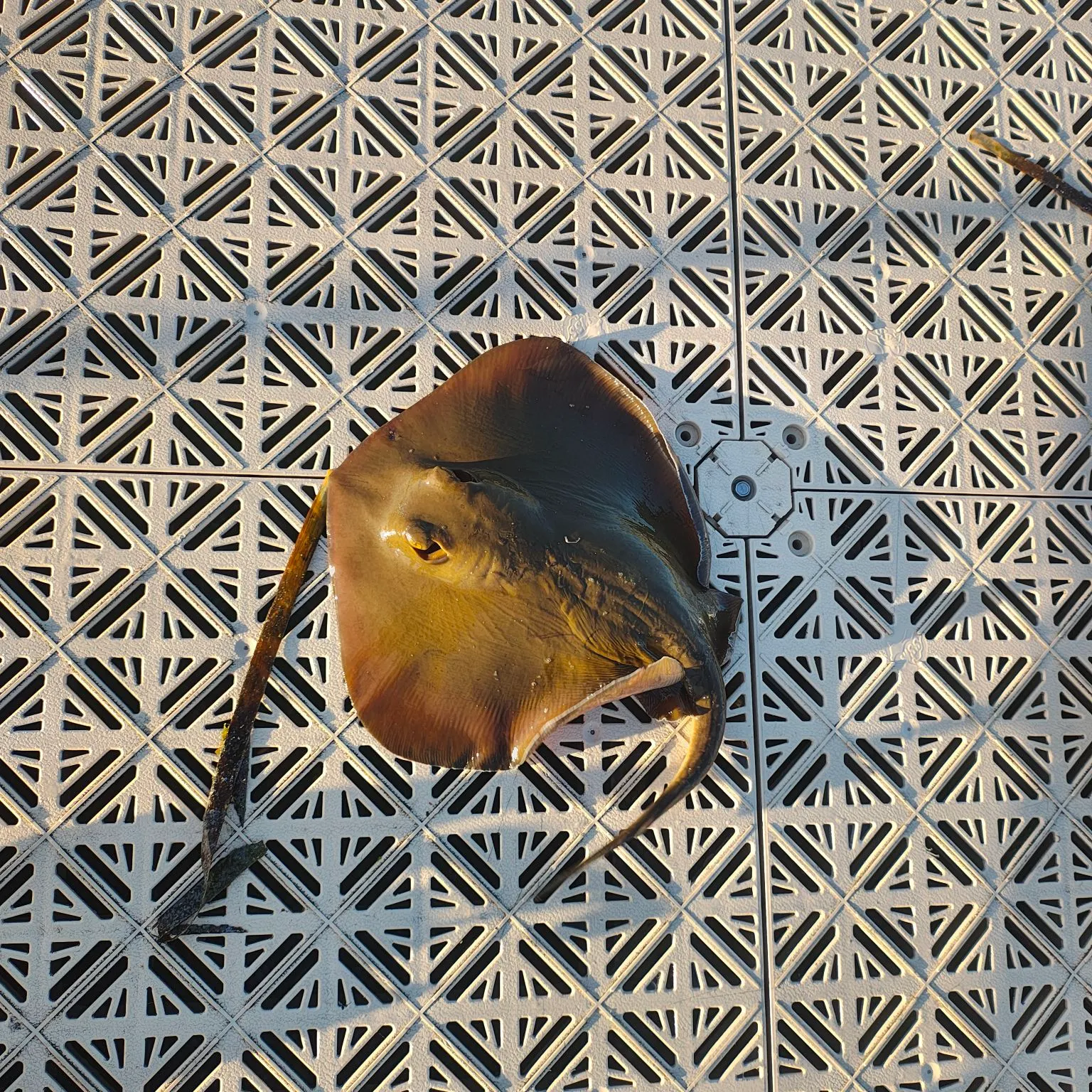 The most recent Common stingaree catches on Fishbrain