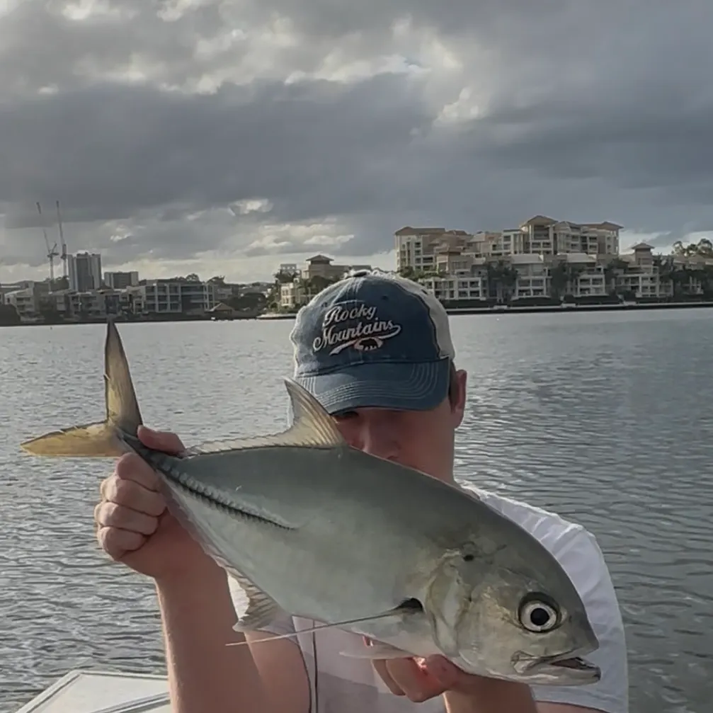 The most recent Bigeye trevally catches on Fishbrain