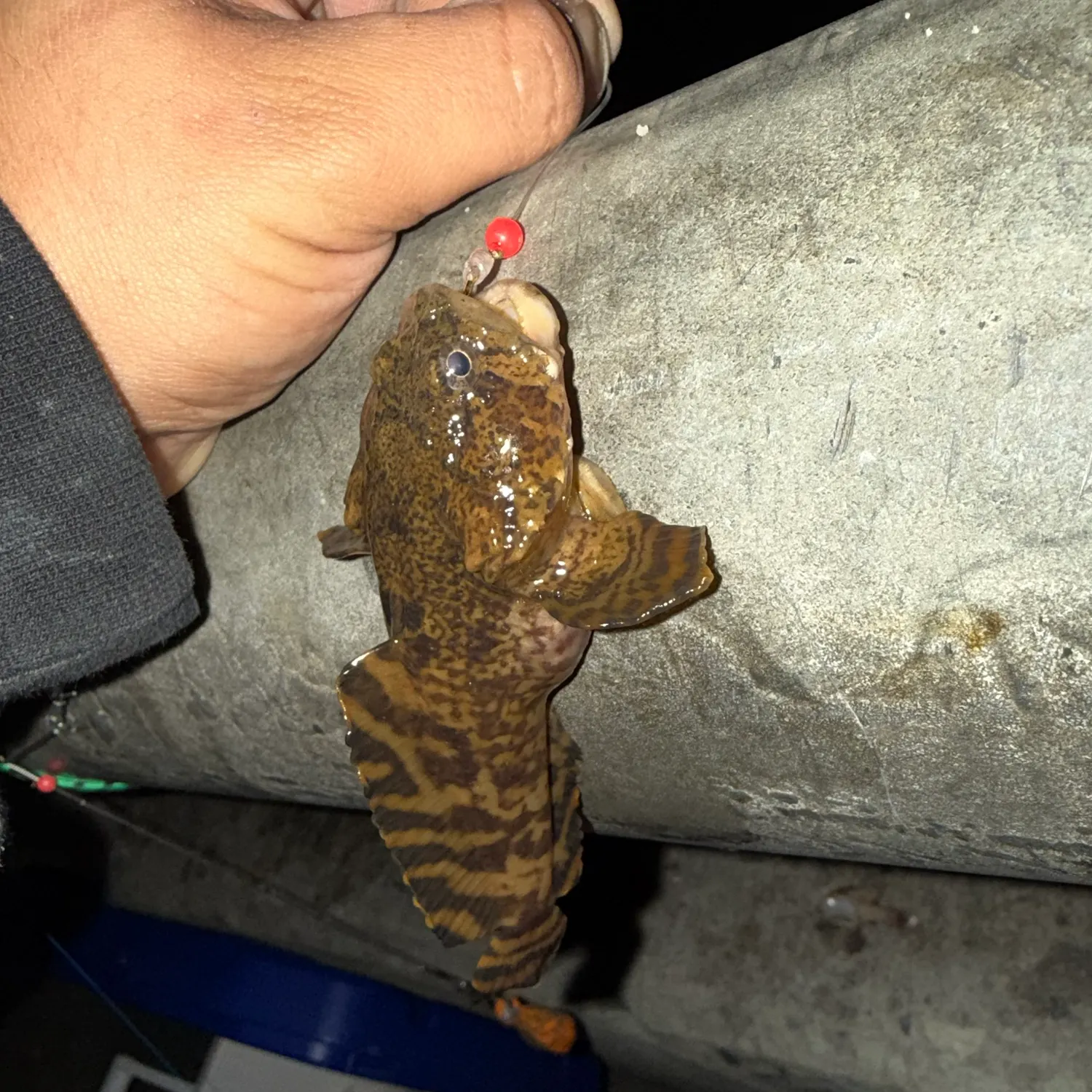 Oyster toadfish caught on Fishbrain